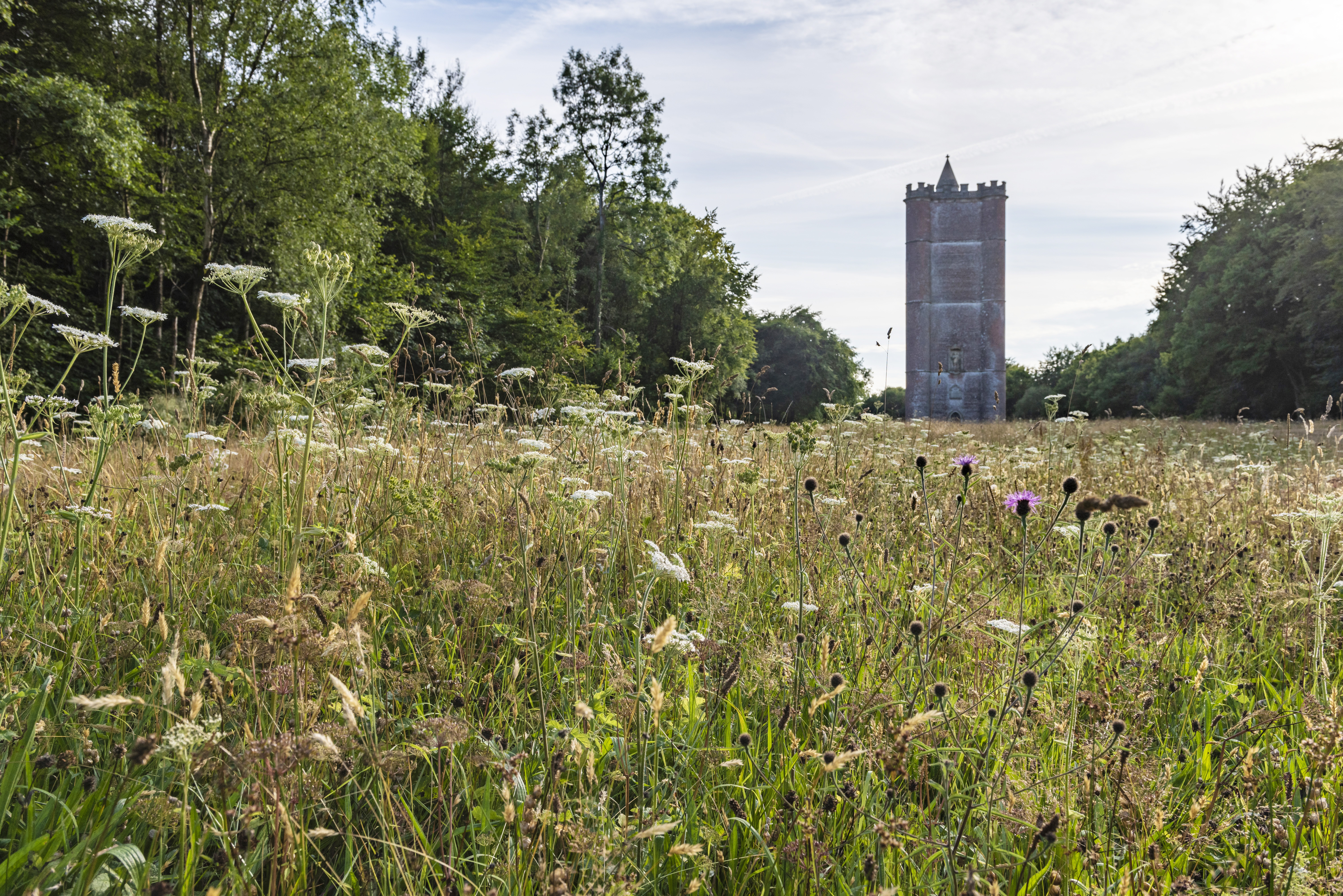 Wild flower meadow in bloom, with King Alfred's Tower at Stourhead in background in summer
