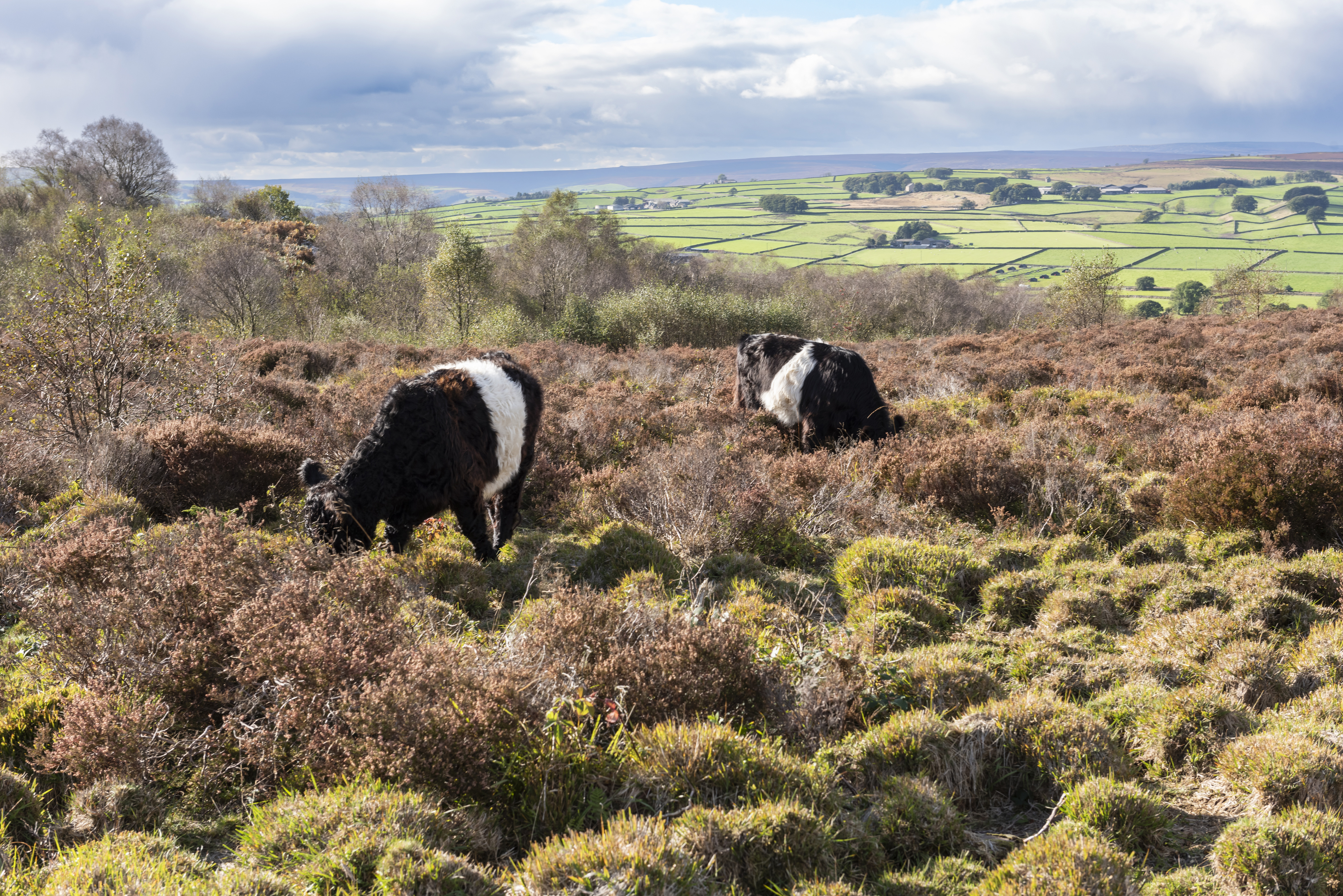 Two belted Galloway cattle grazing in rough vegetation on moorland in the Yorkshire Dales