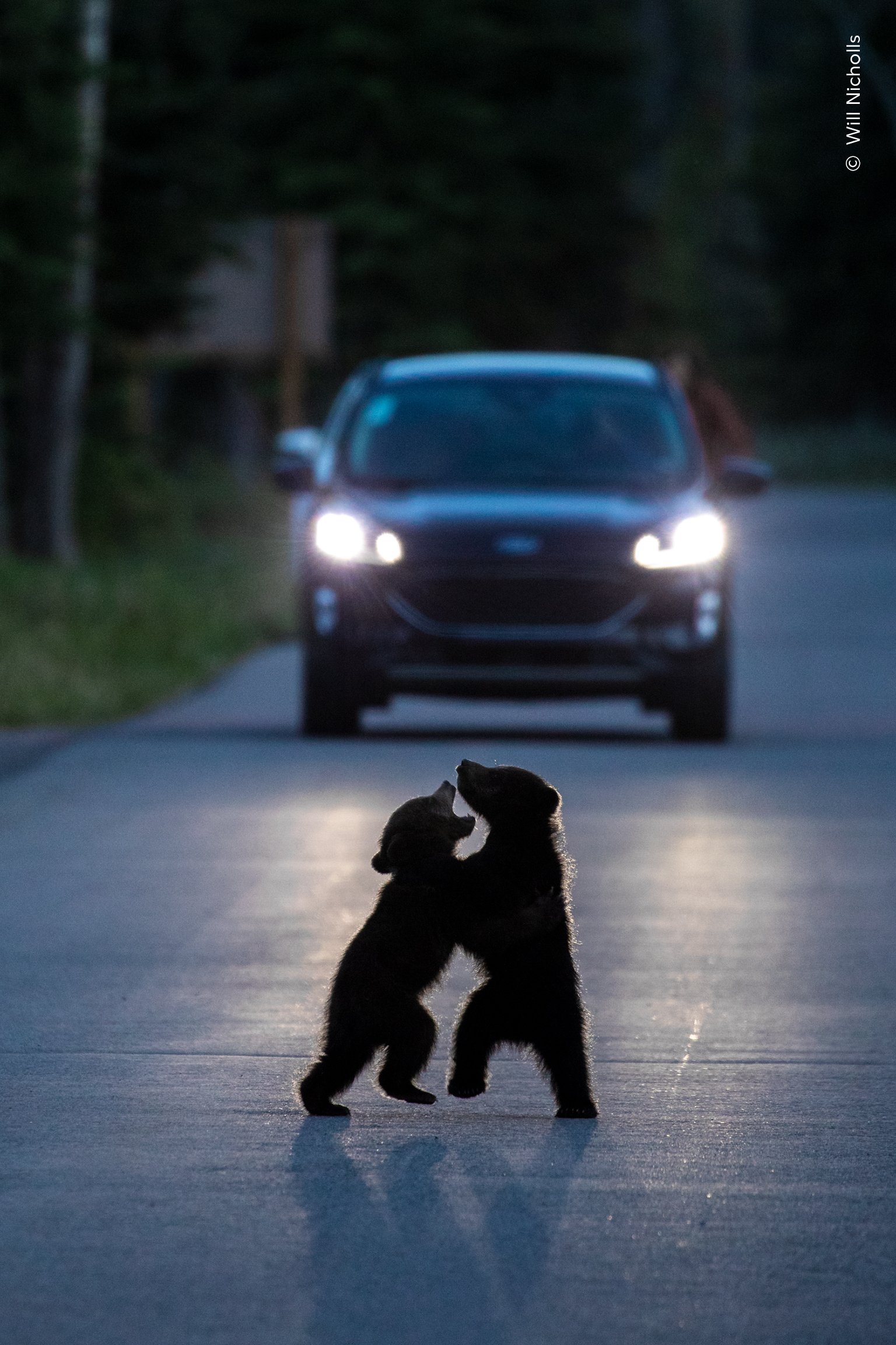 Two bear cubs silhouetted by car headlights behind wrestle in the middle of a road