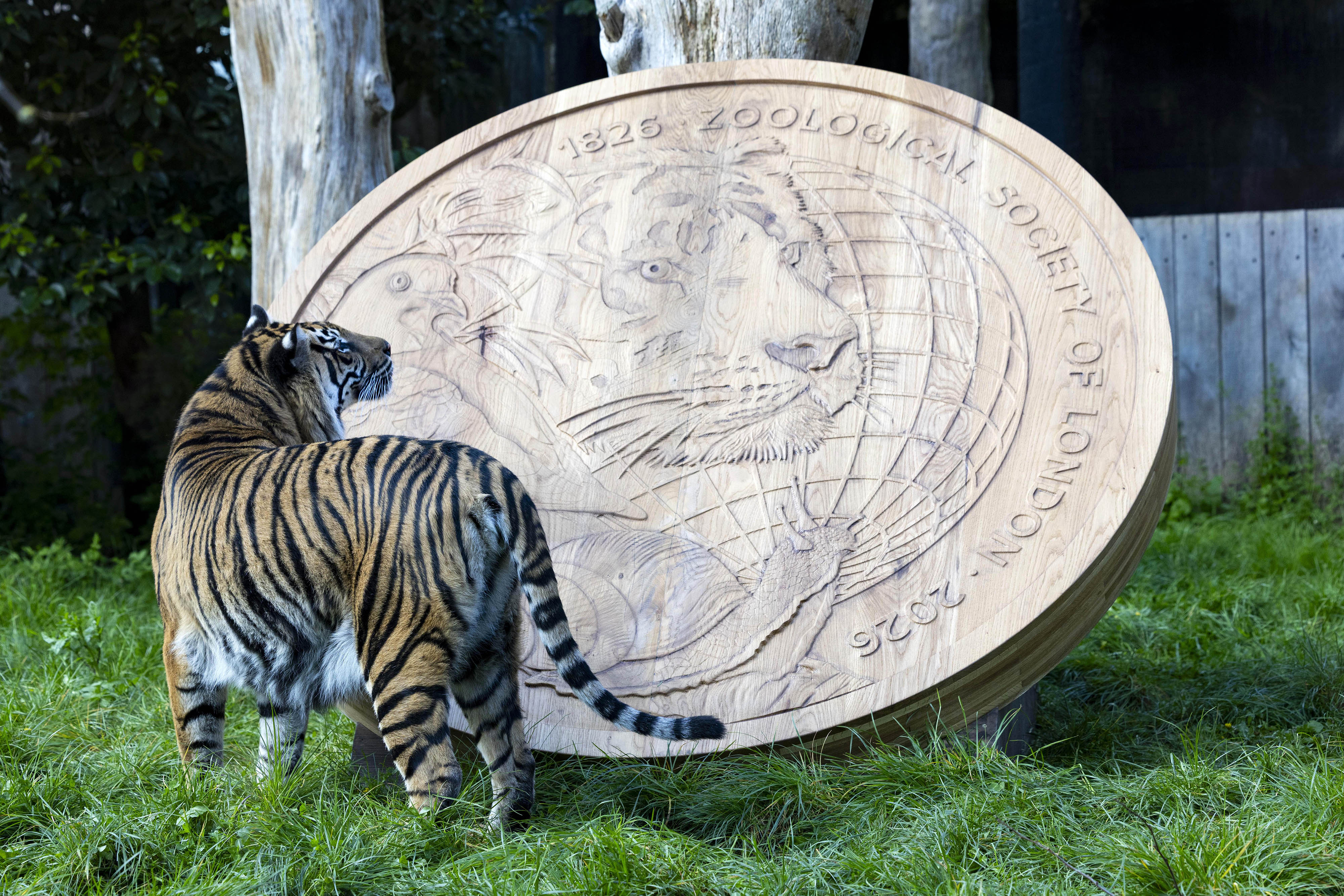 A tiger looking at a giant replica coin