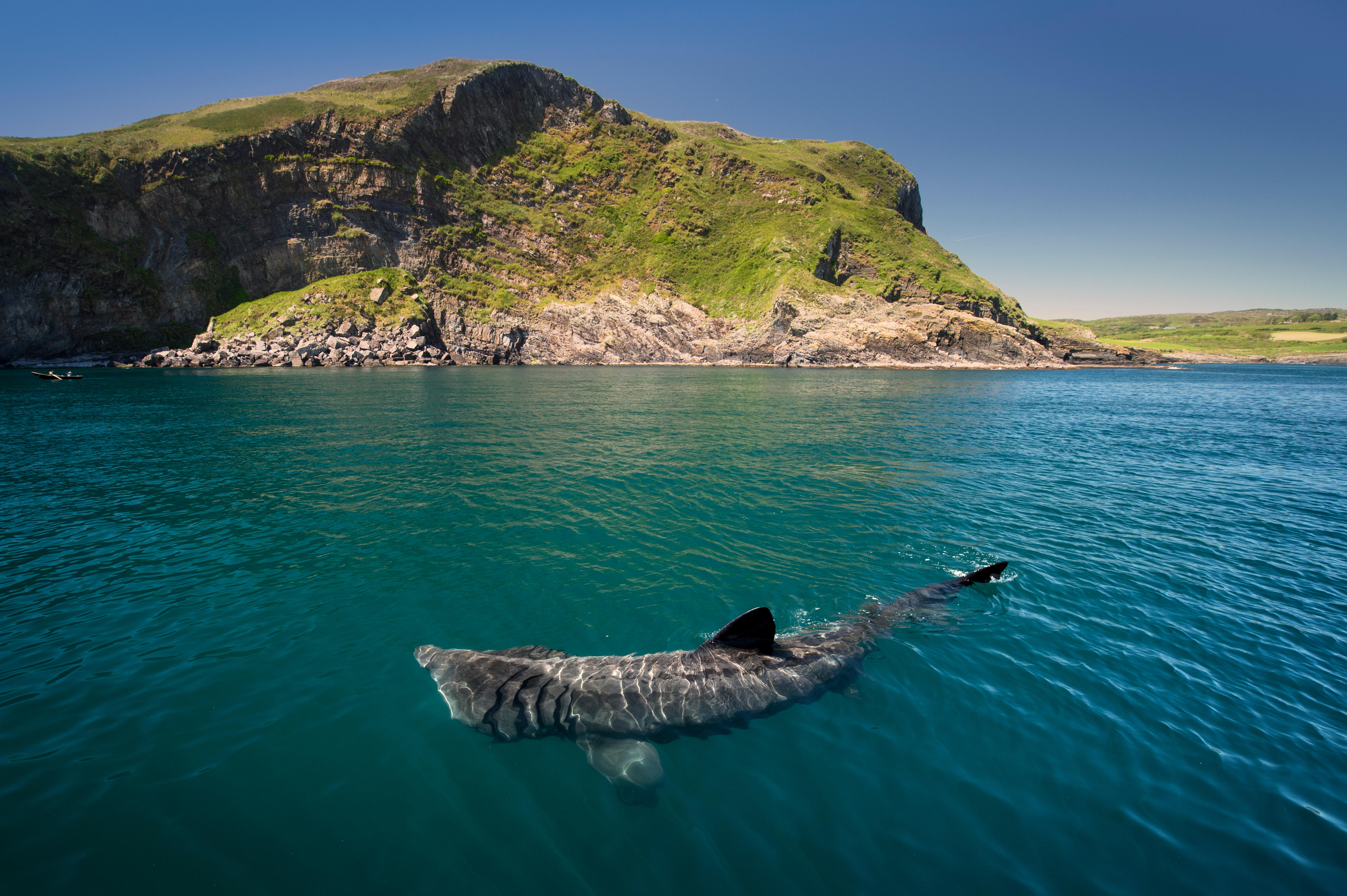 Overwater view of a basking shark in the foreground in the sea off Baltimore in Cork