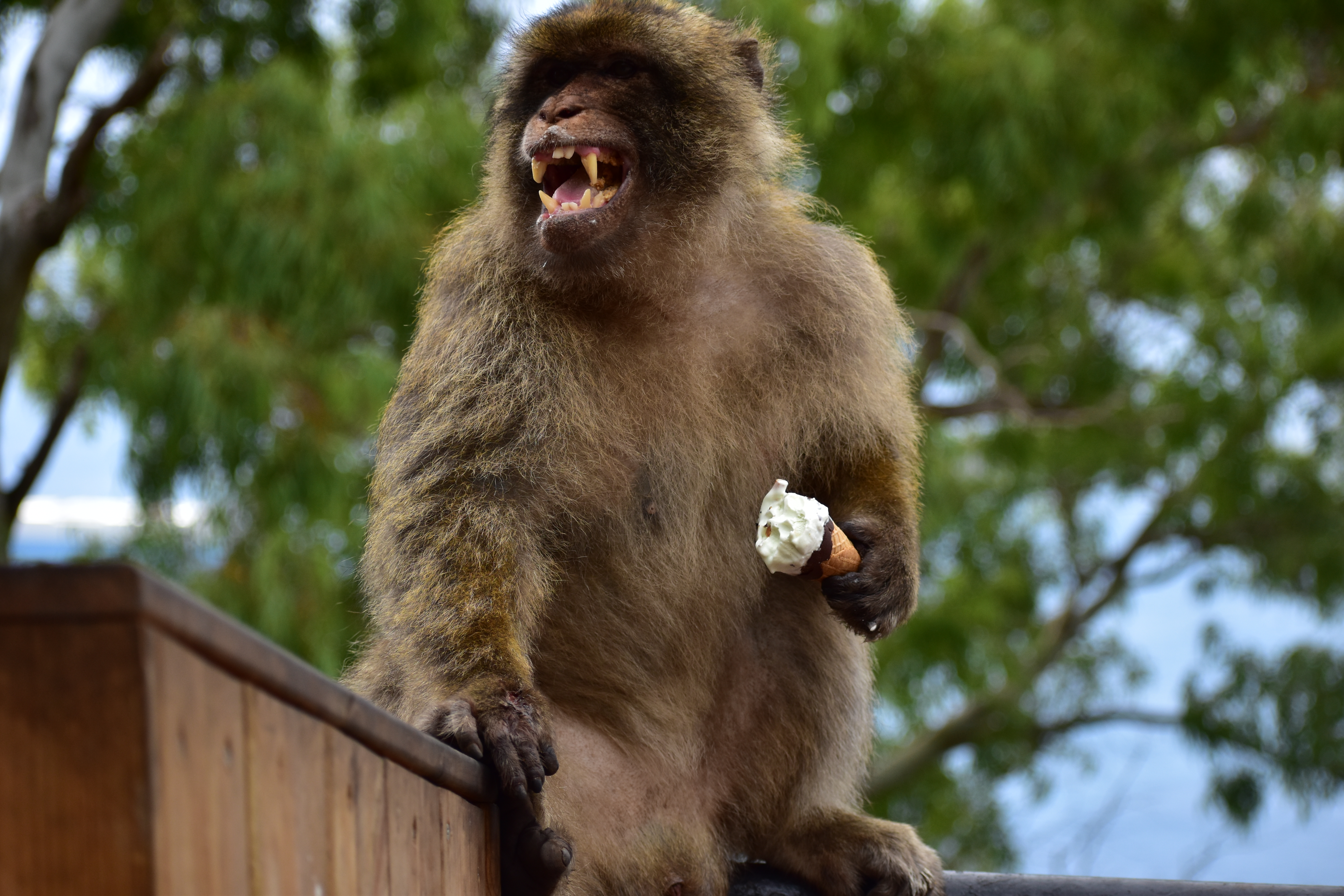 Monkeys living on Gibraltar have learned that swallowing soil can quell upset stomachs caused by eating sweet and salty snacks offered or stolen from holidaymakers, research led by Cambridge University suggests. (Cambridge University/ PA)