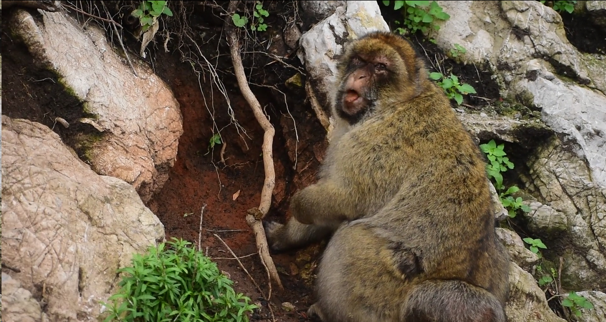 A macaque chews on soil 