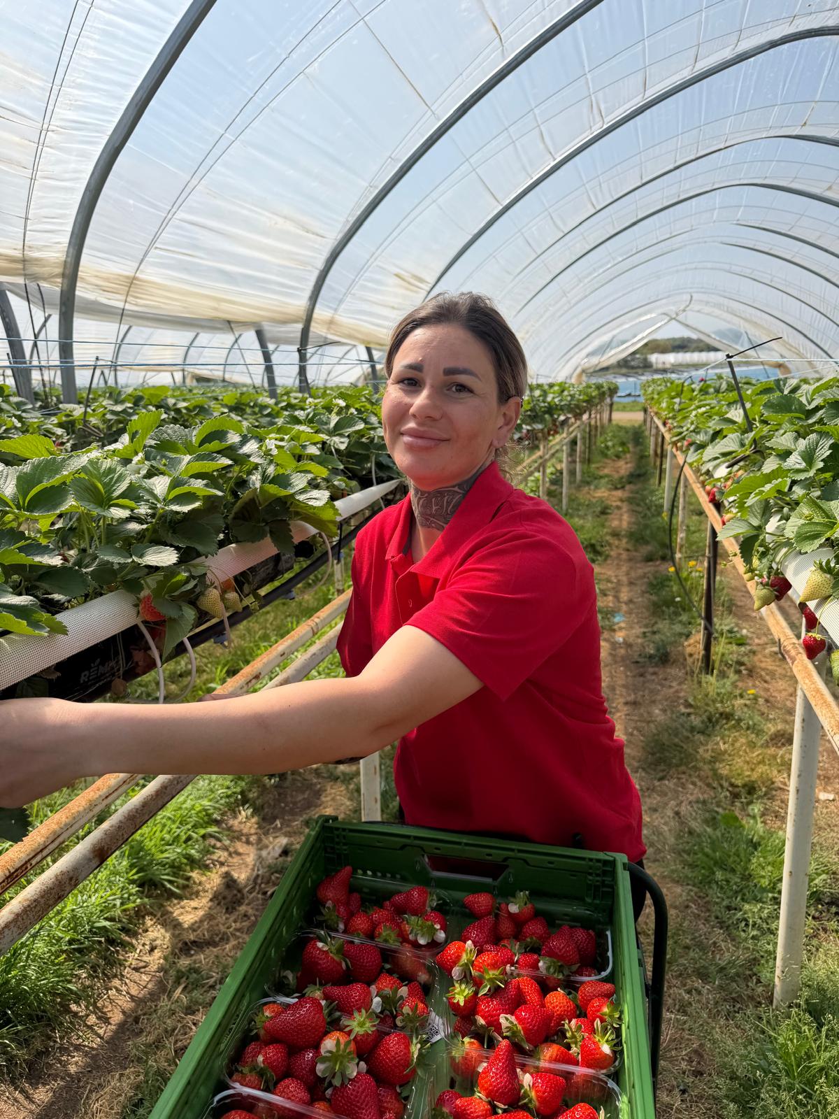 Picker Gheorghita picks strawberries on Wednesday April 22 at Hall Hunter's farm Wargrave in Berkshire. (Tesco/PA)