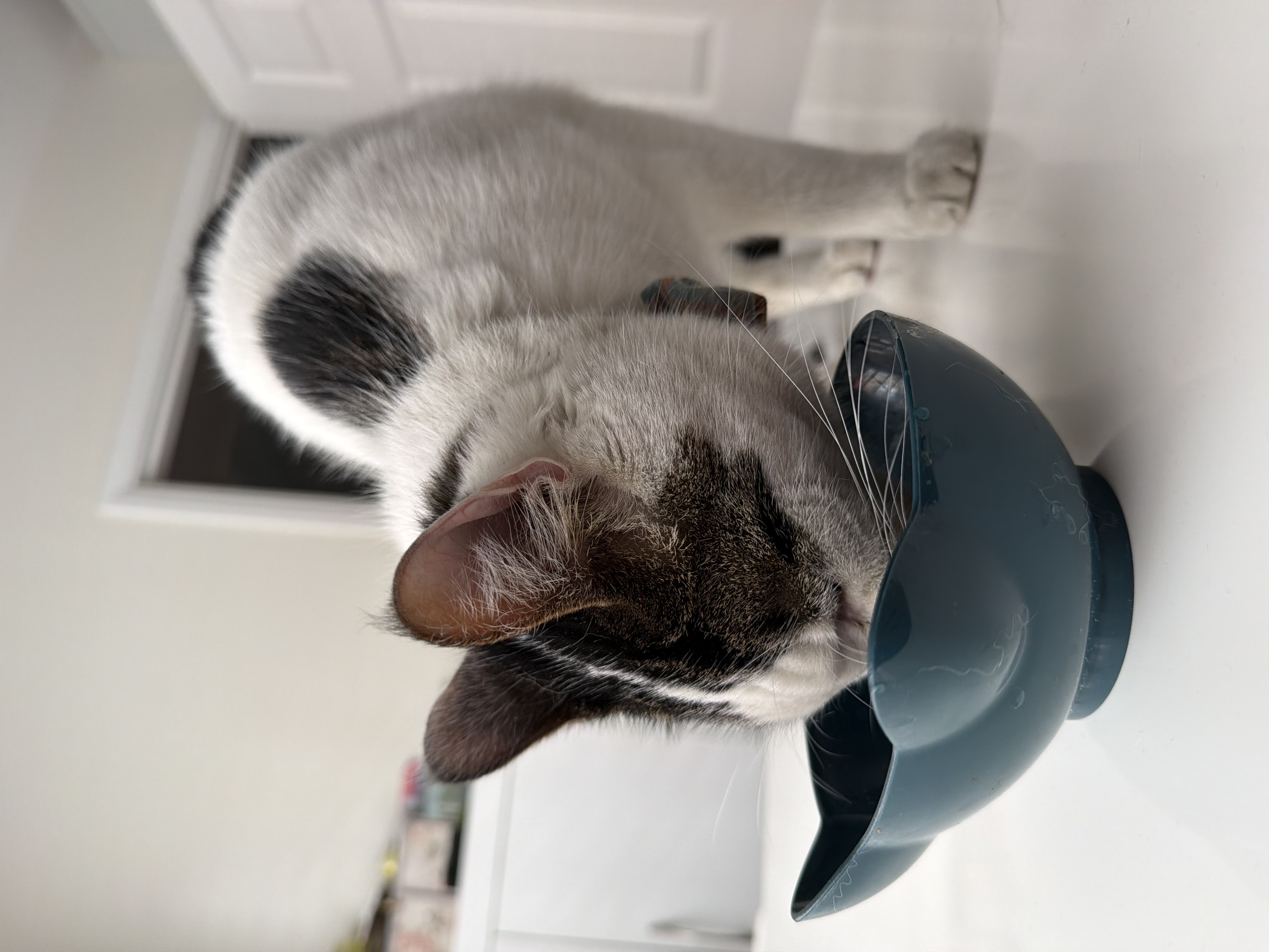 Olaf eating from a bowl on a kitchen work surface