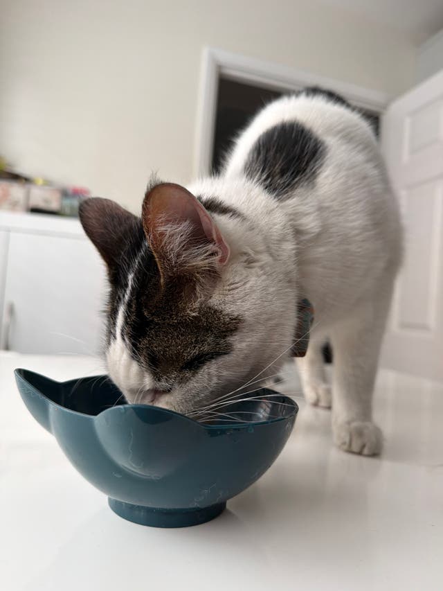 Missing cat reunited with owner after hitching 15-mile ride under car ...