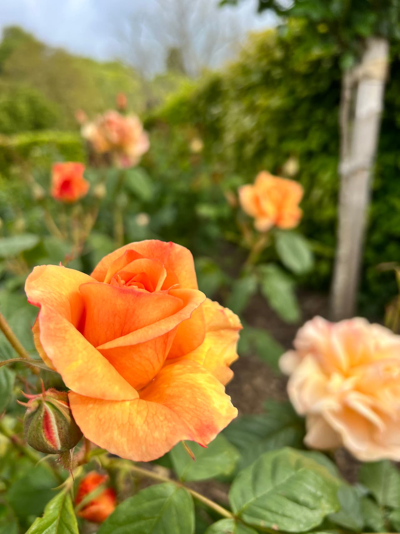 Roses bloom ‘weeks early’ as climate change upends flowering patterns ...