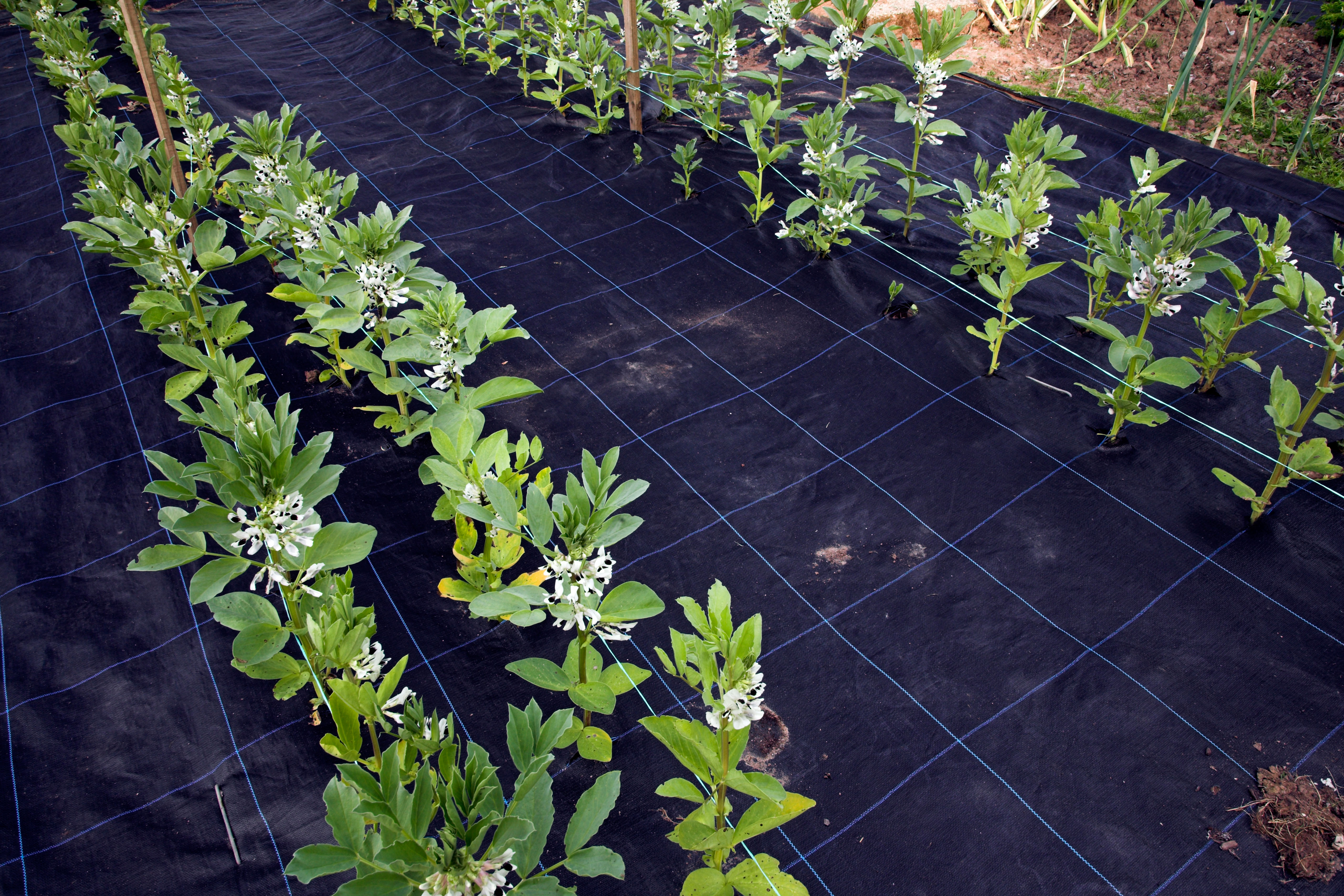 Broad beans growing through weed-suppressant membrane (Alamy/BA)