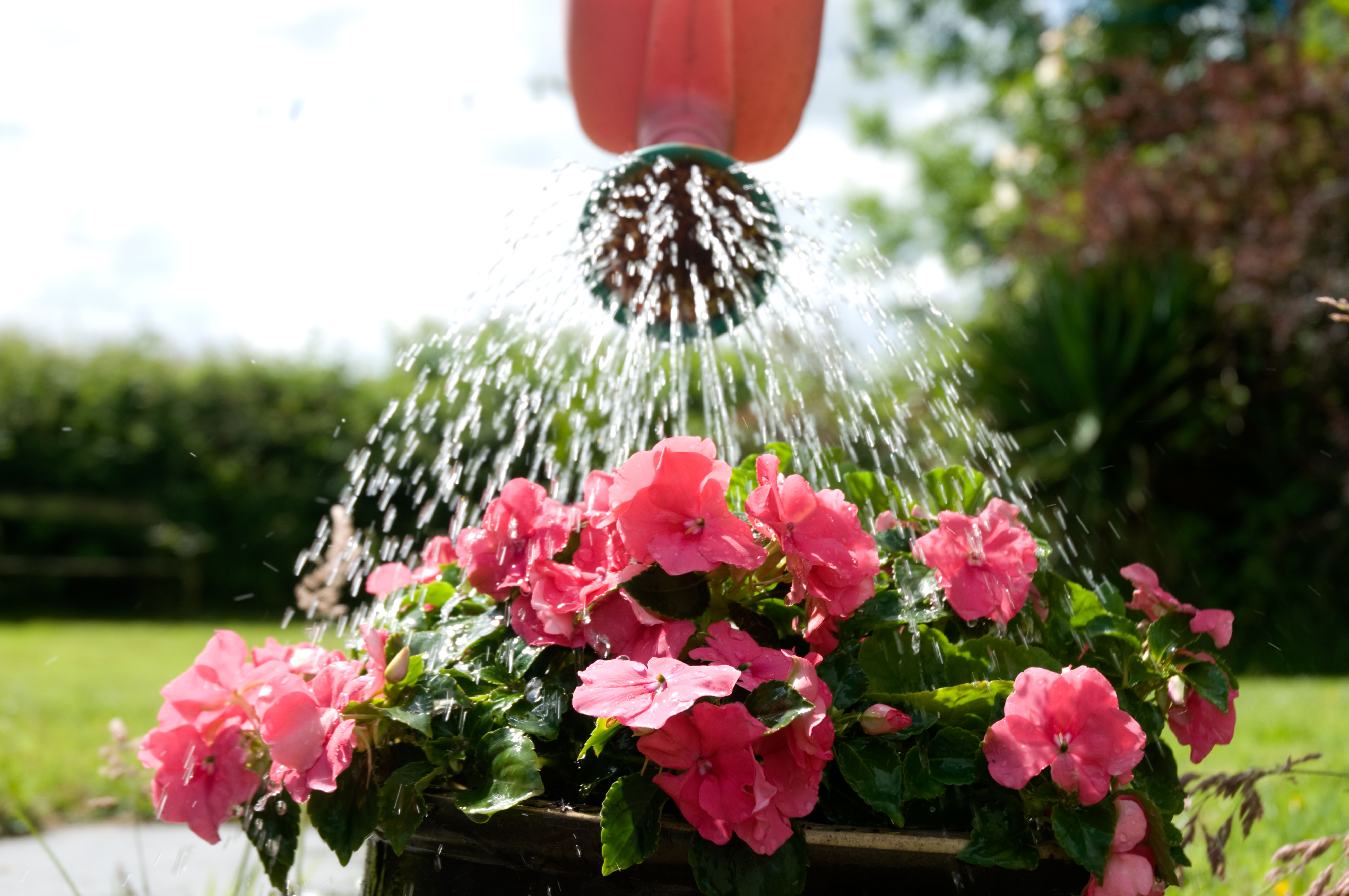 Watering a plant outside (Alamy/PA)