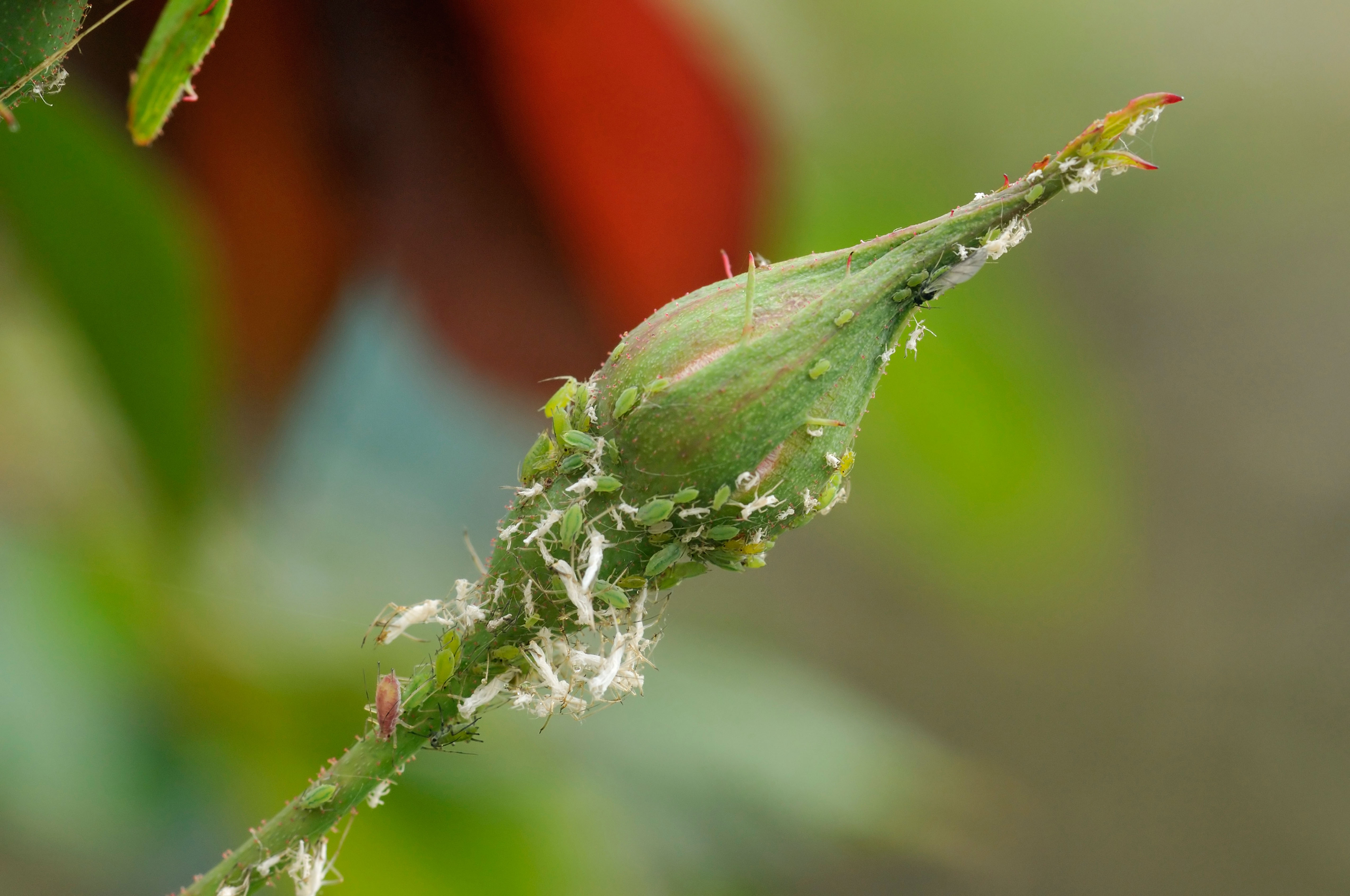 Greenfly aphids on rose buds (Alamy/PA)