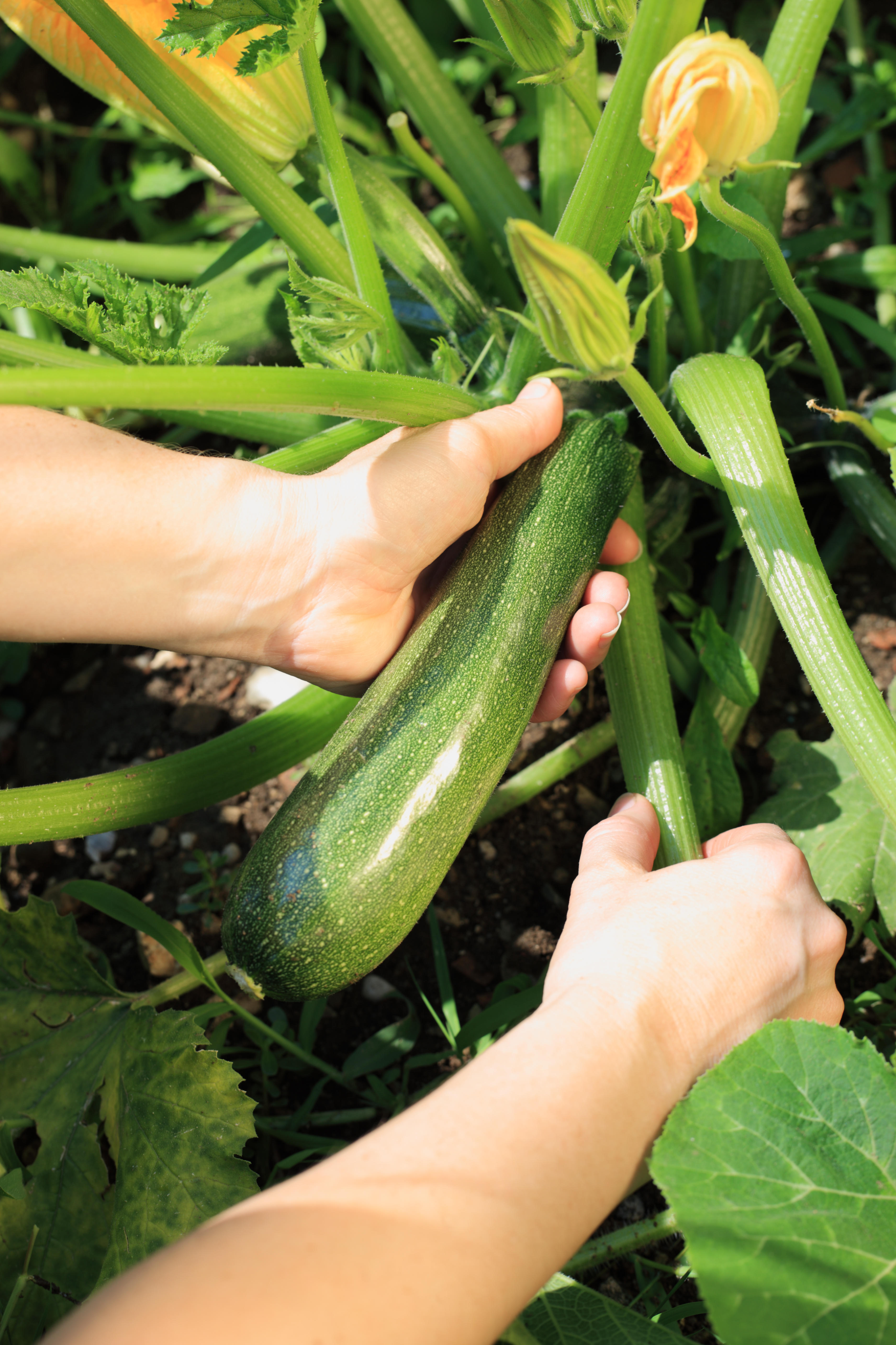 Woman harvesting a courgette (Alamy/PA)