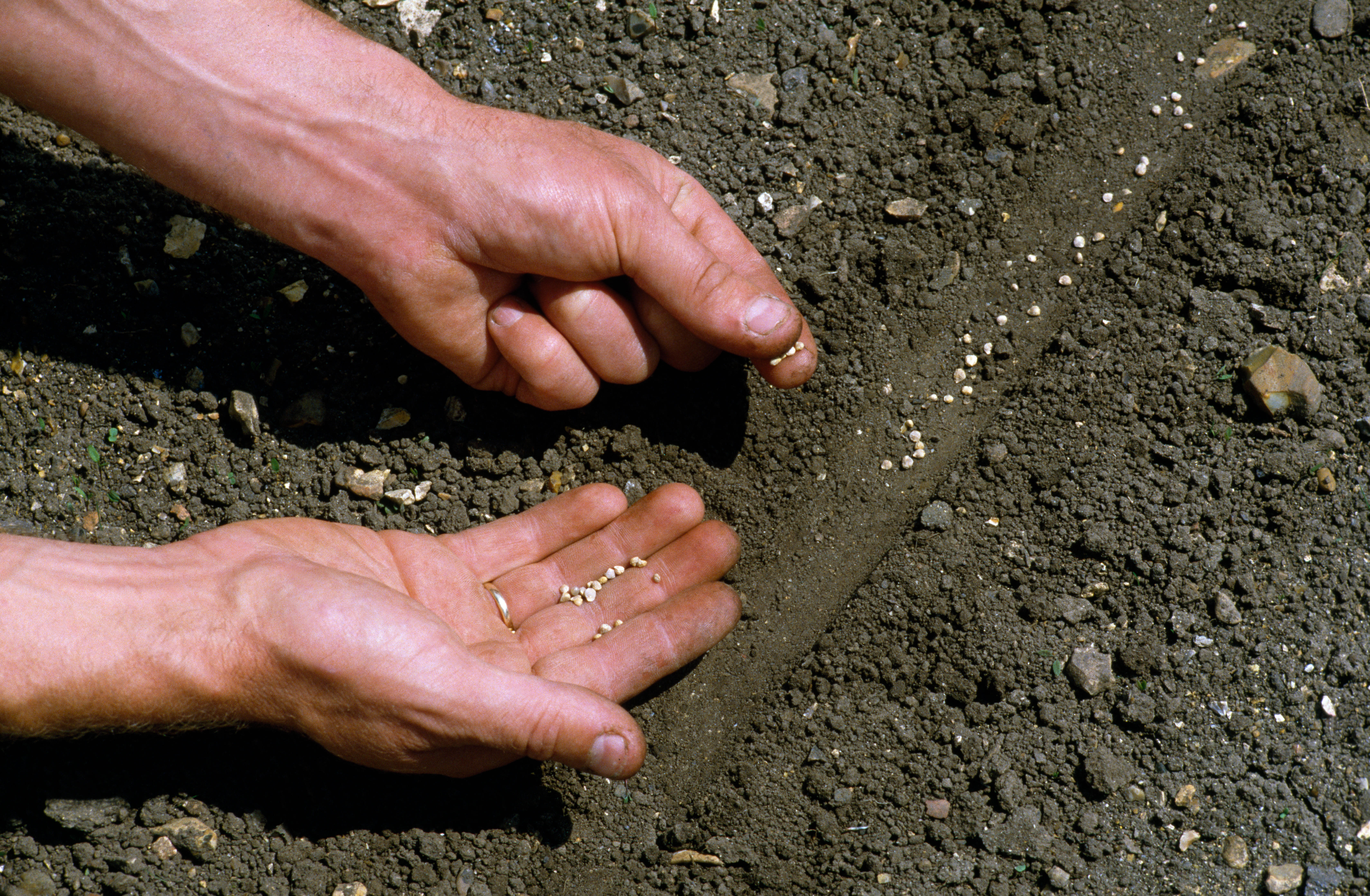 Someone sowing seeds in a row (Alamy/PA)