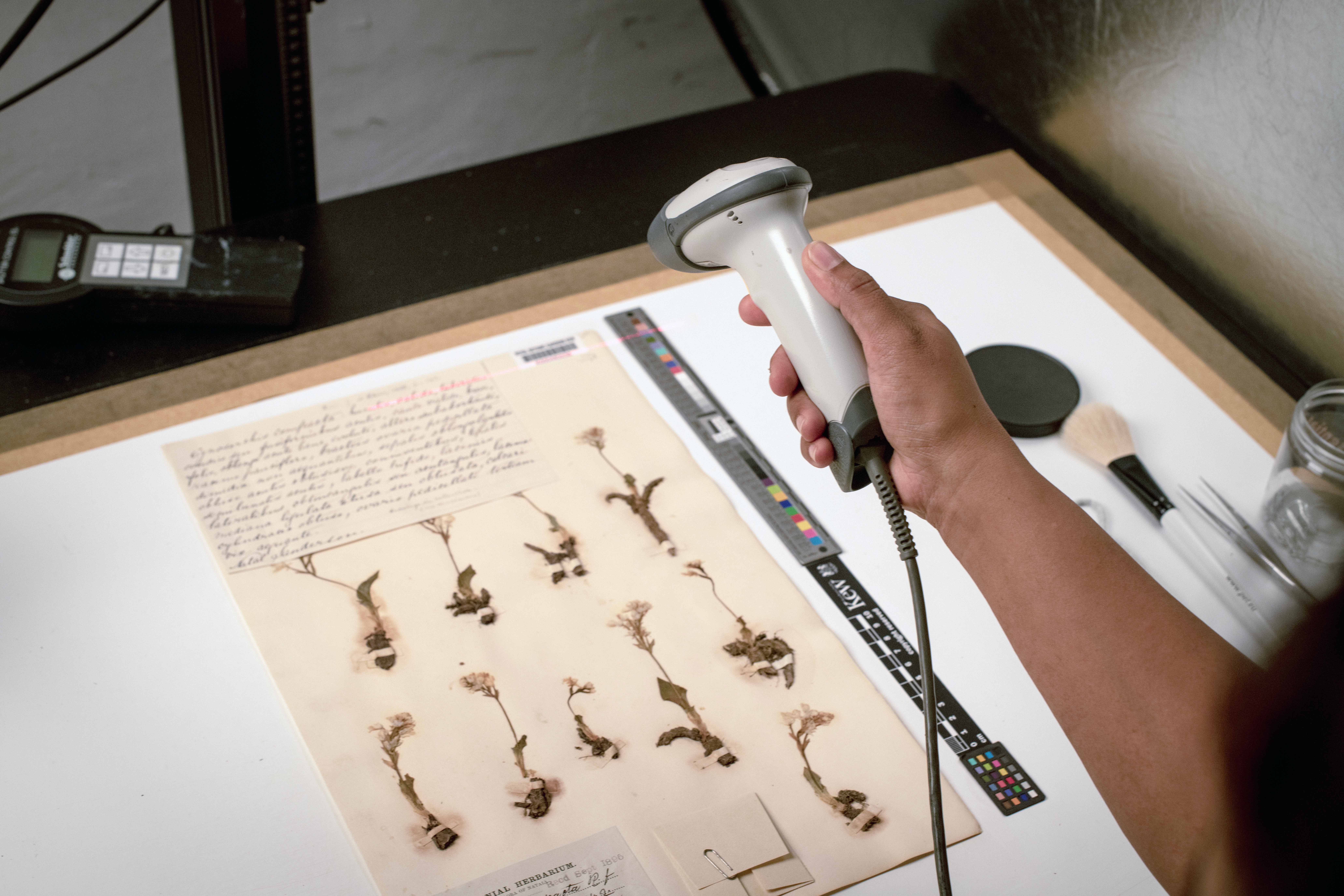 A digital scanner is held over a specimen of pressed flowers