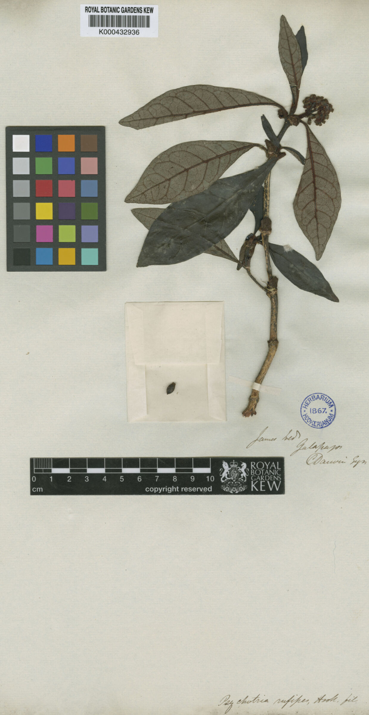 A specimen of pressed leaves on a piece of paper