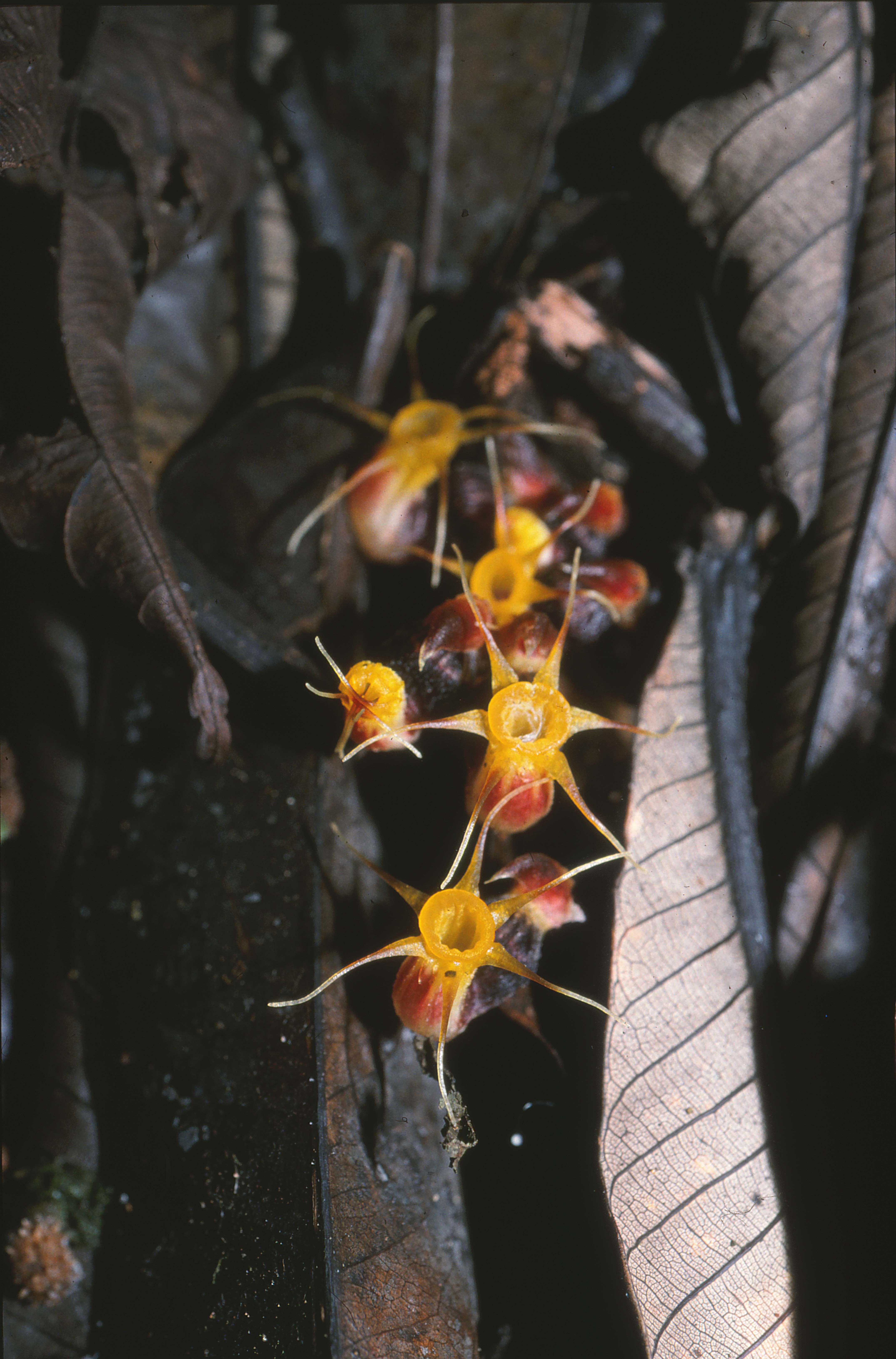 Afrothismia winkleri, with orange flowers and no green in its leaves 