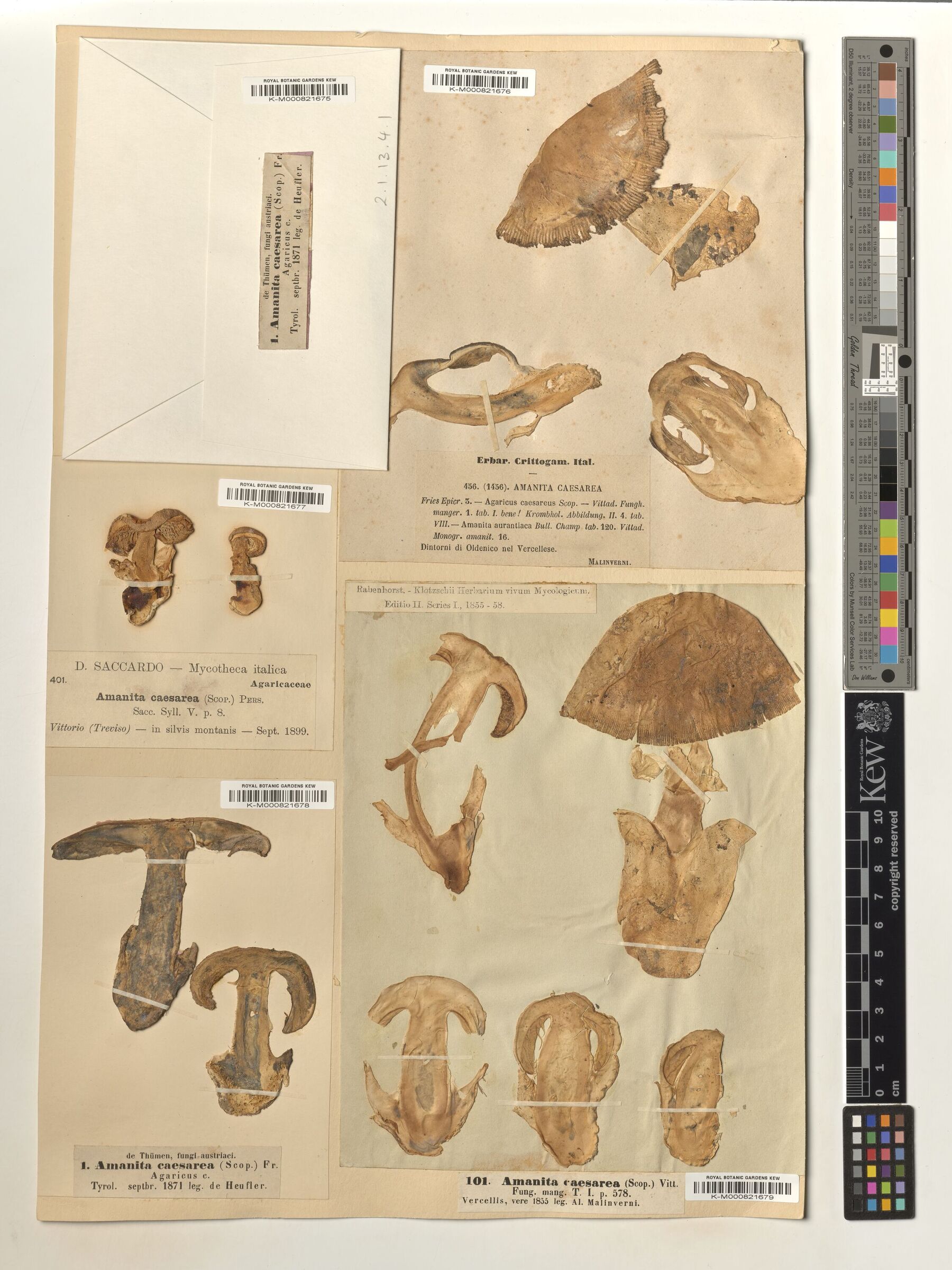 A digital image of specimens of Caesar's mushroom 