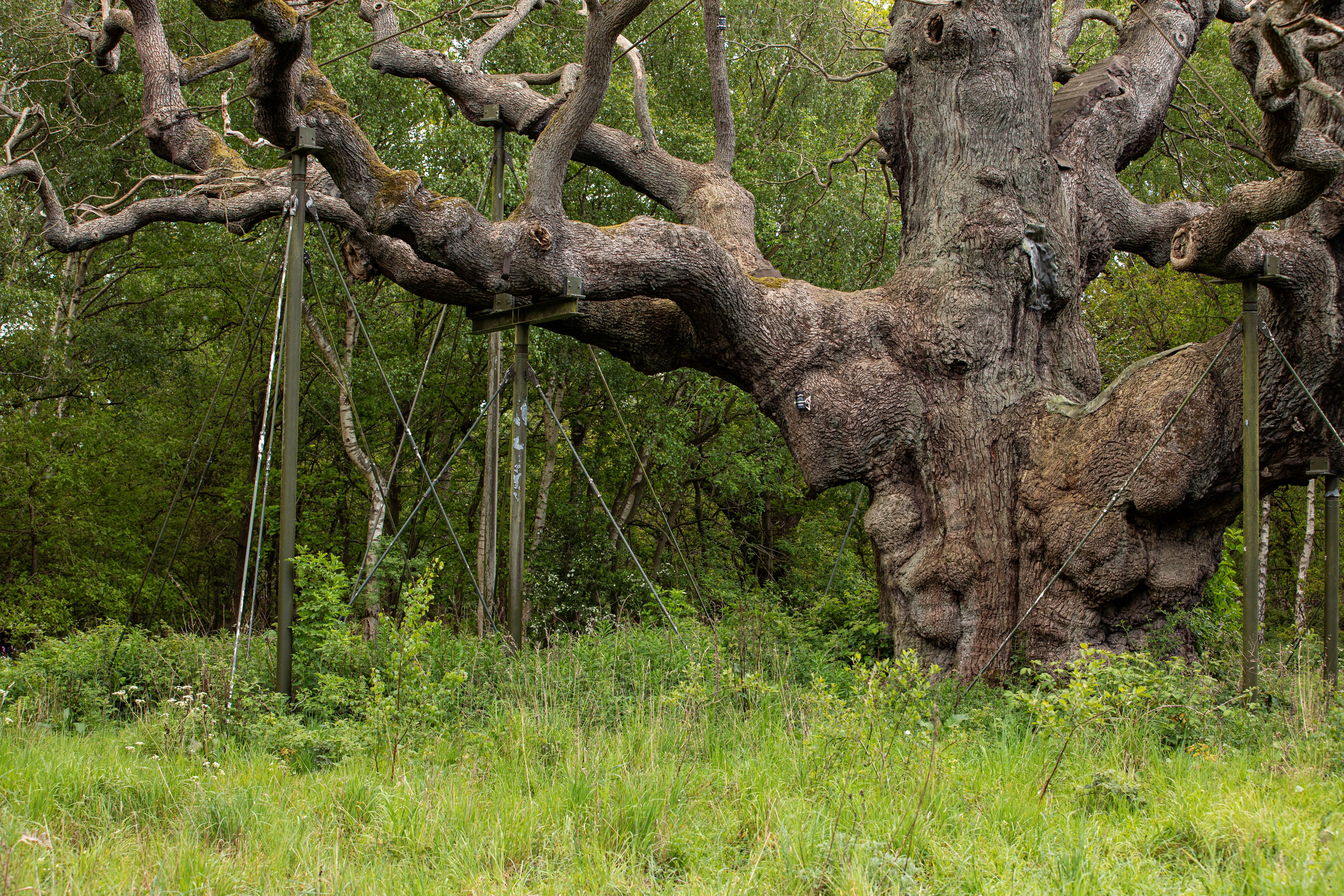 Branches of the Major Oak with supports propping them up