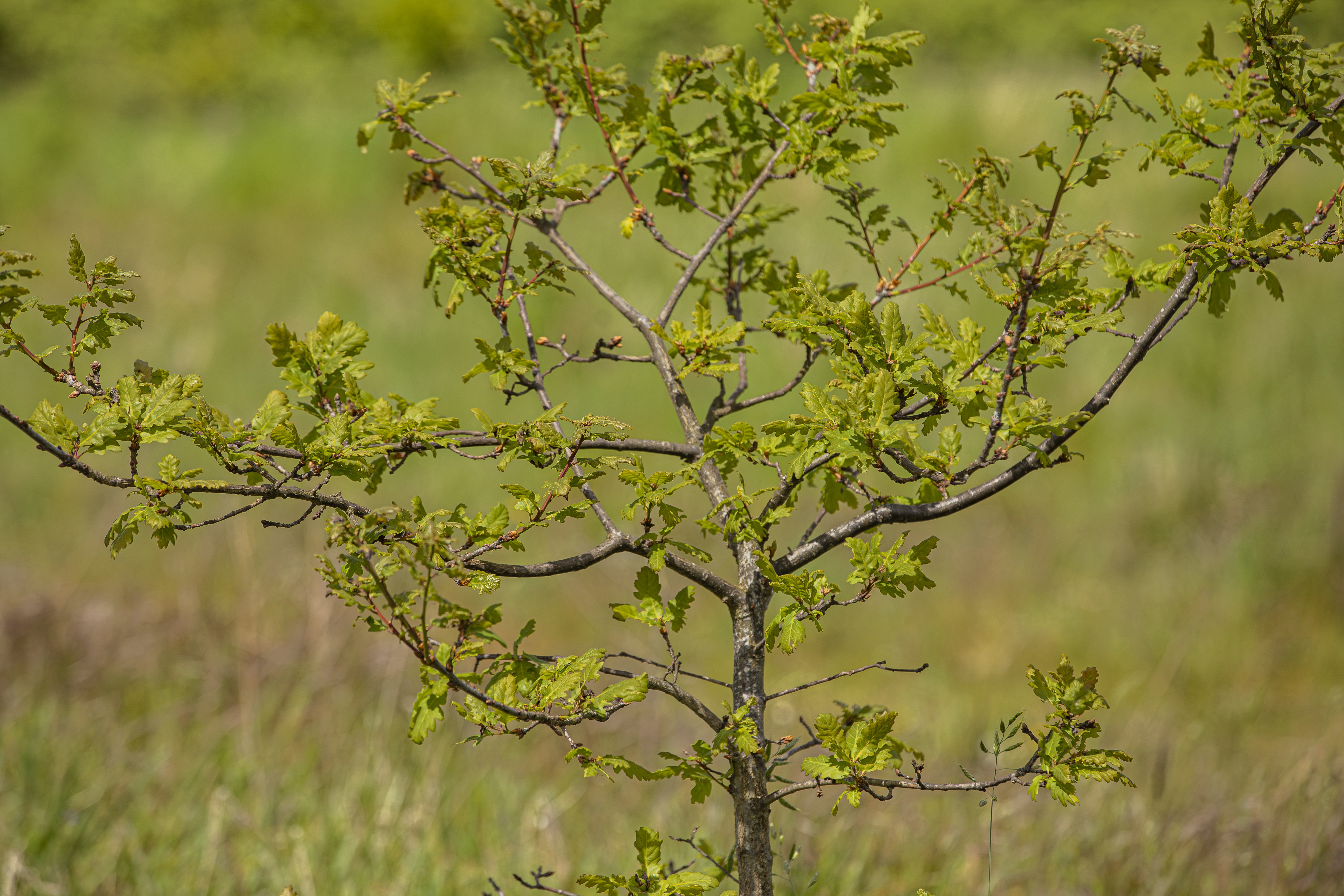 An oak sapling growing in an open space