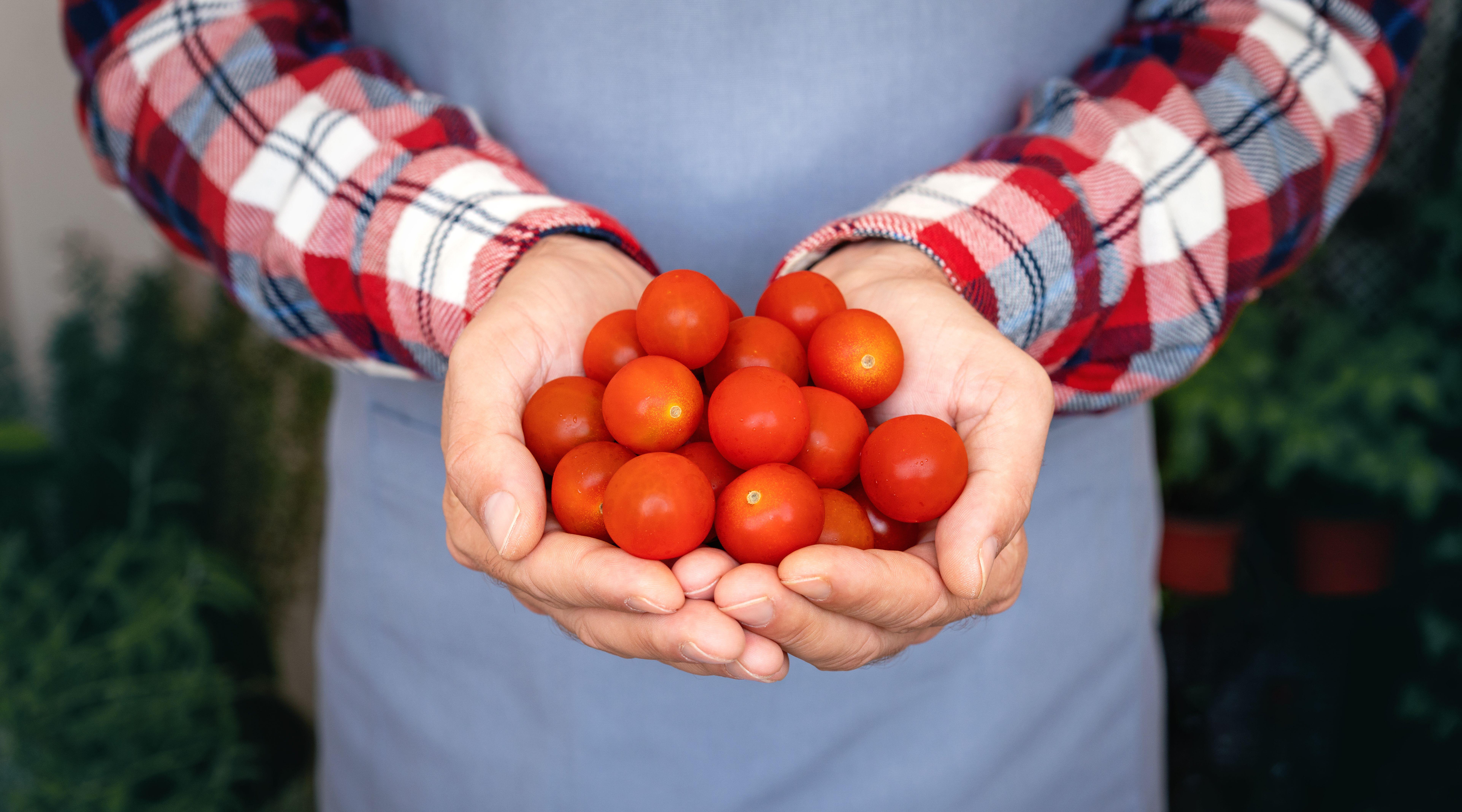Close up of man holding red cherry tomatoes 