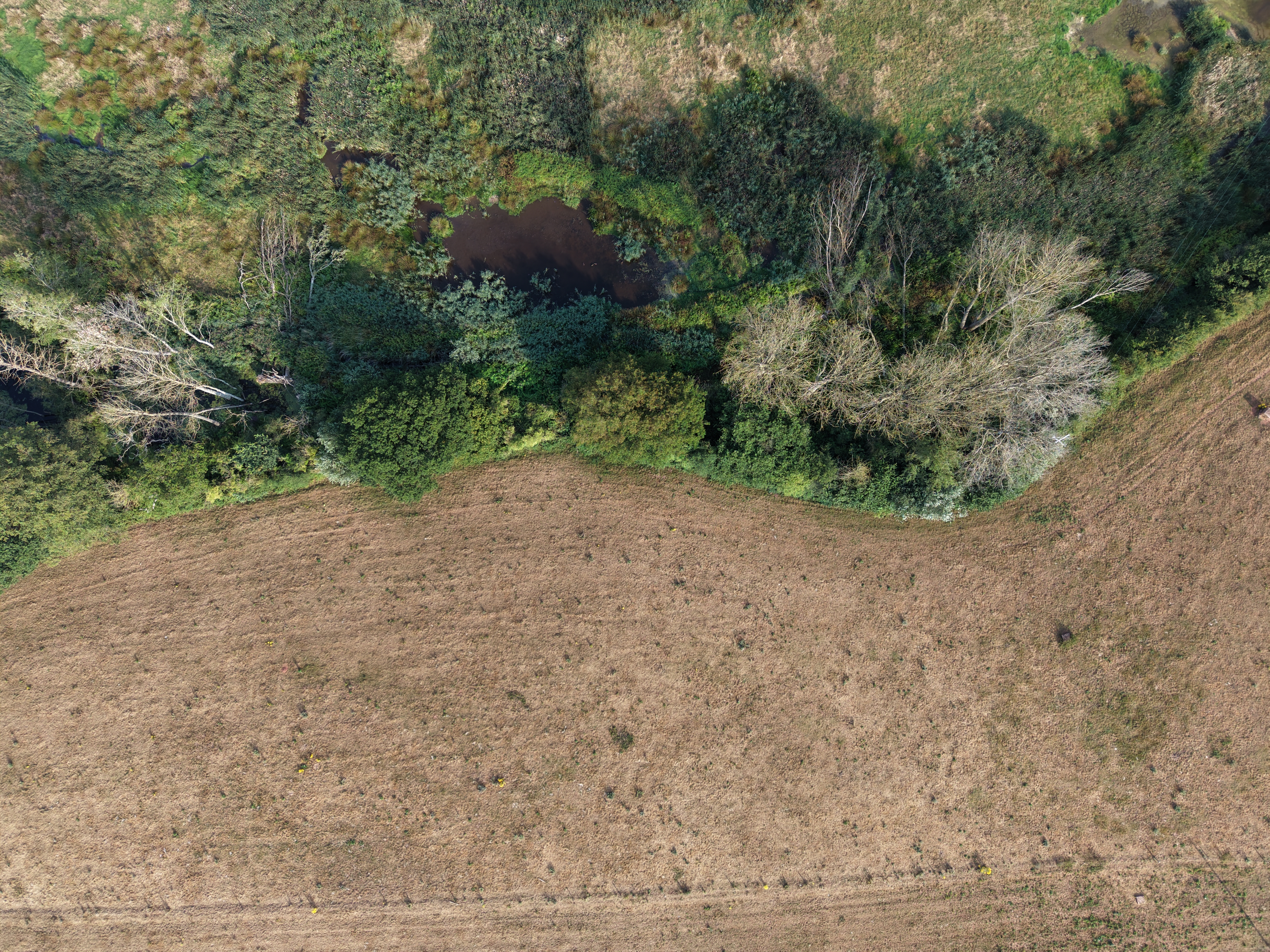 Aerial shot showing a parched field and a line of trees and green vegetation of a beaver wetland