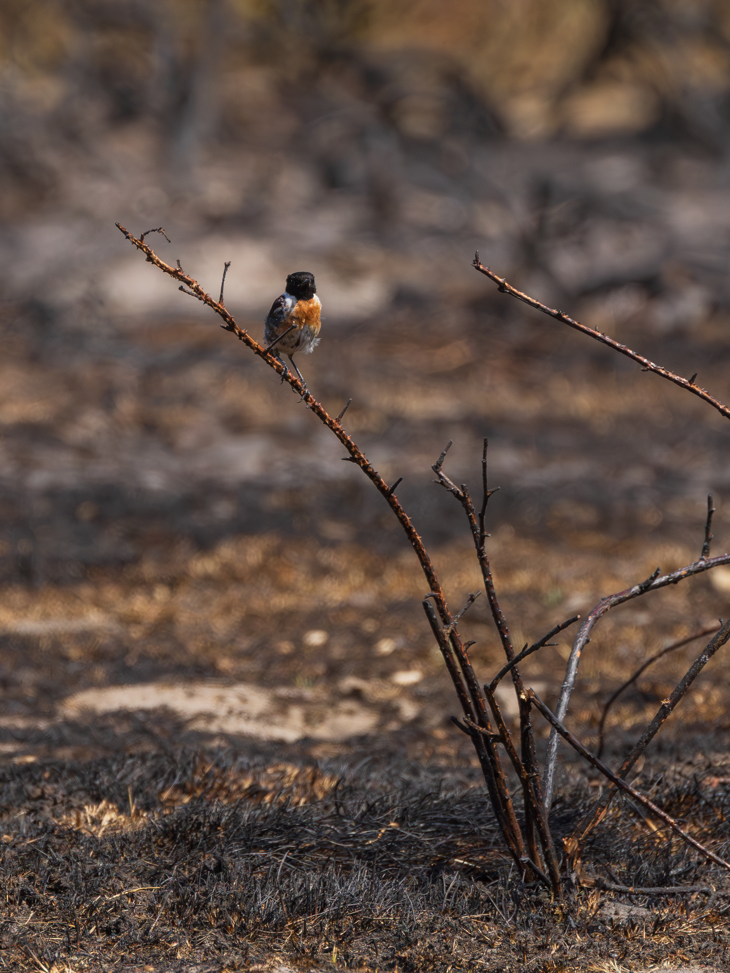 A stonechat after the fire at Dunwich Heath (National Trust/ Justin Minns/ PA)