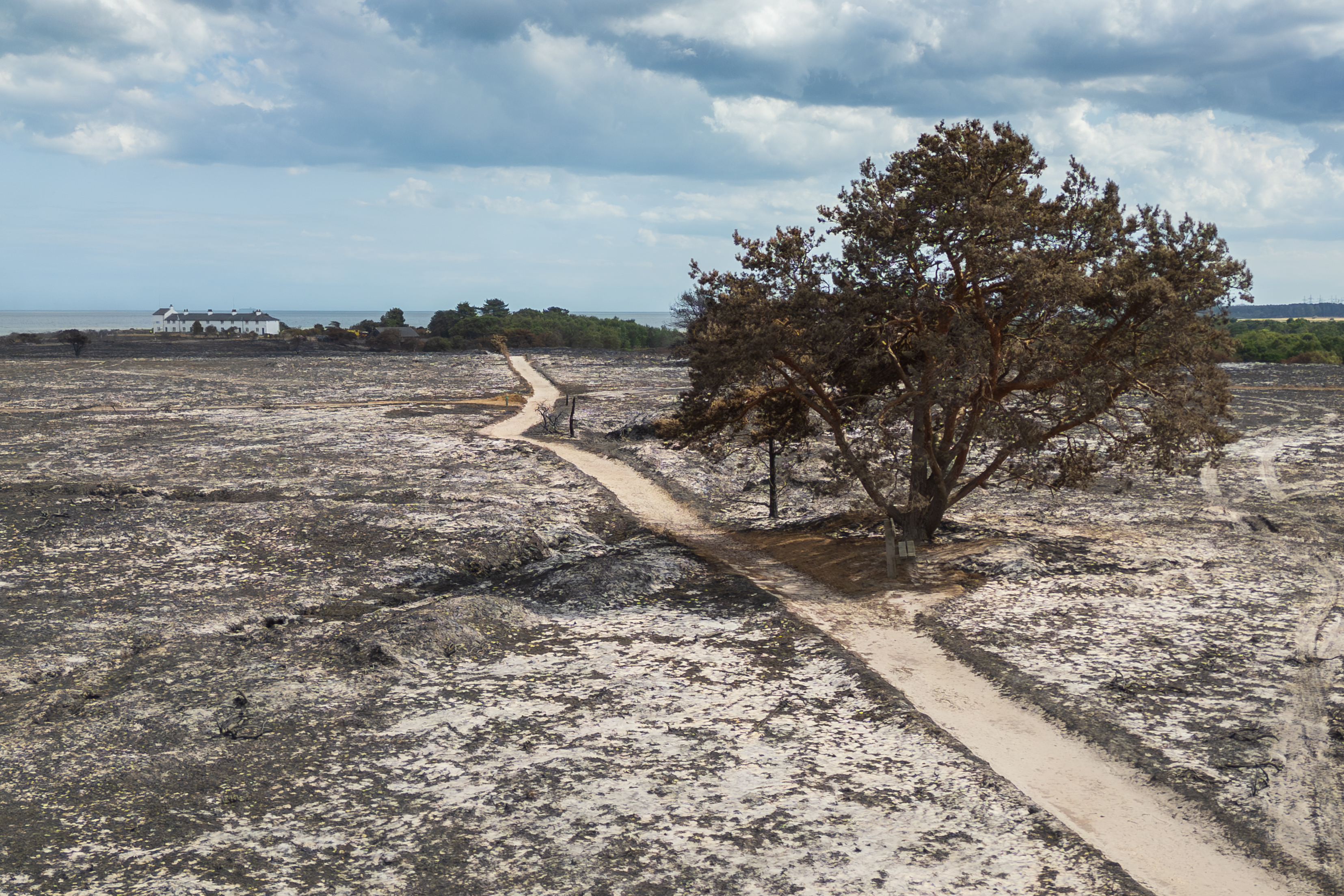 A tree in the destroyed landscape at Dunwich Heath (National Trust/ Justin Minns/ PA)