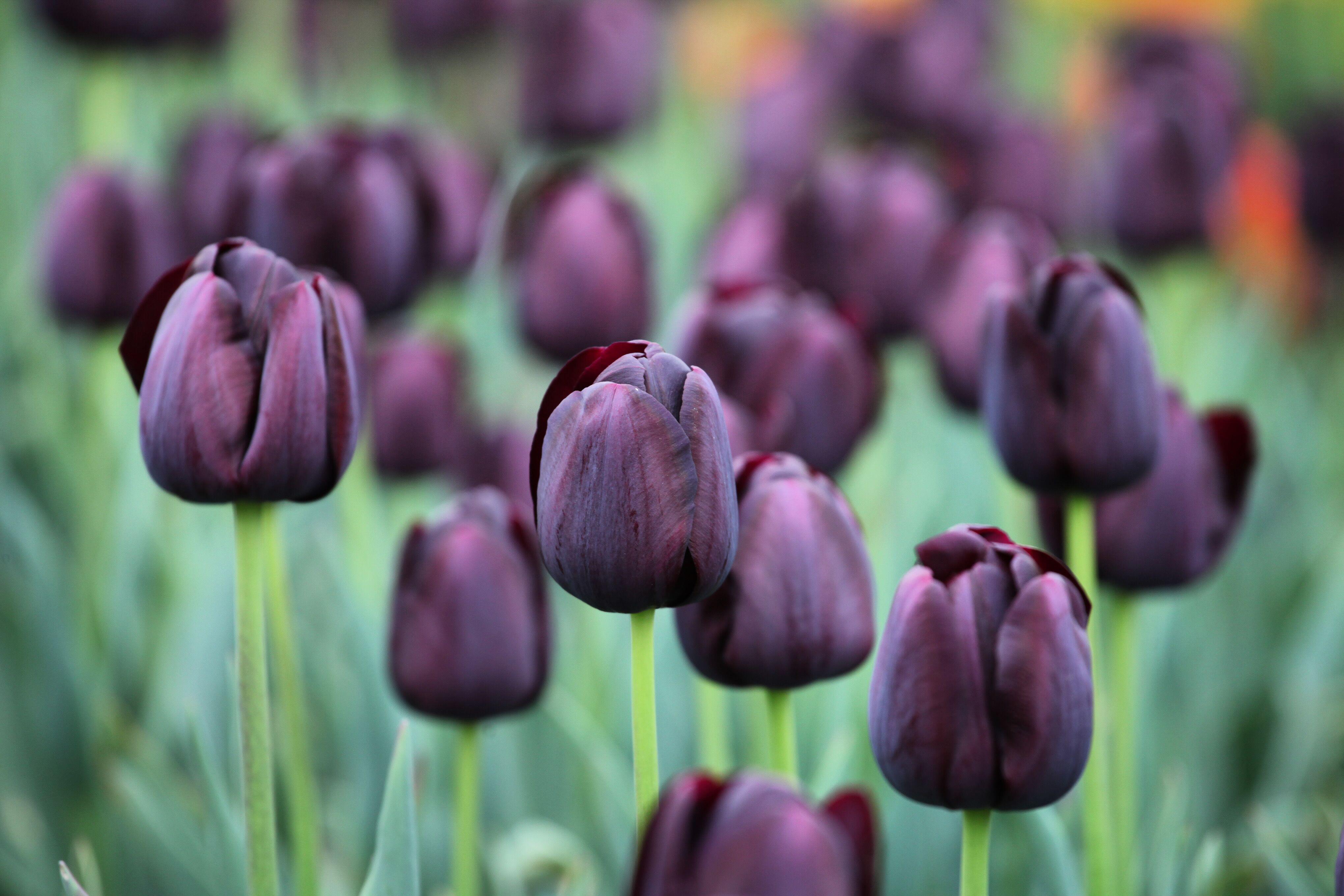 Tulipa 'Queen of Night' (Alamy/PA)