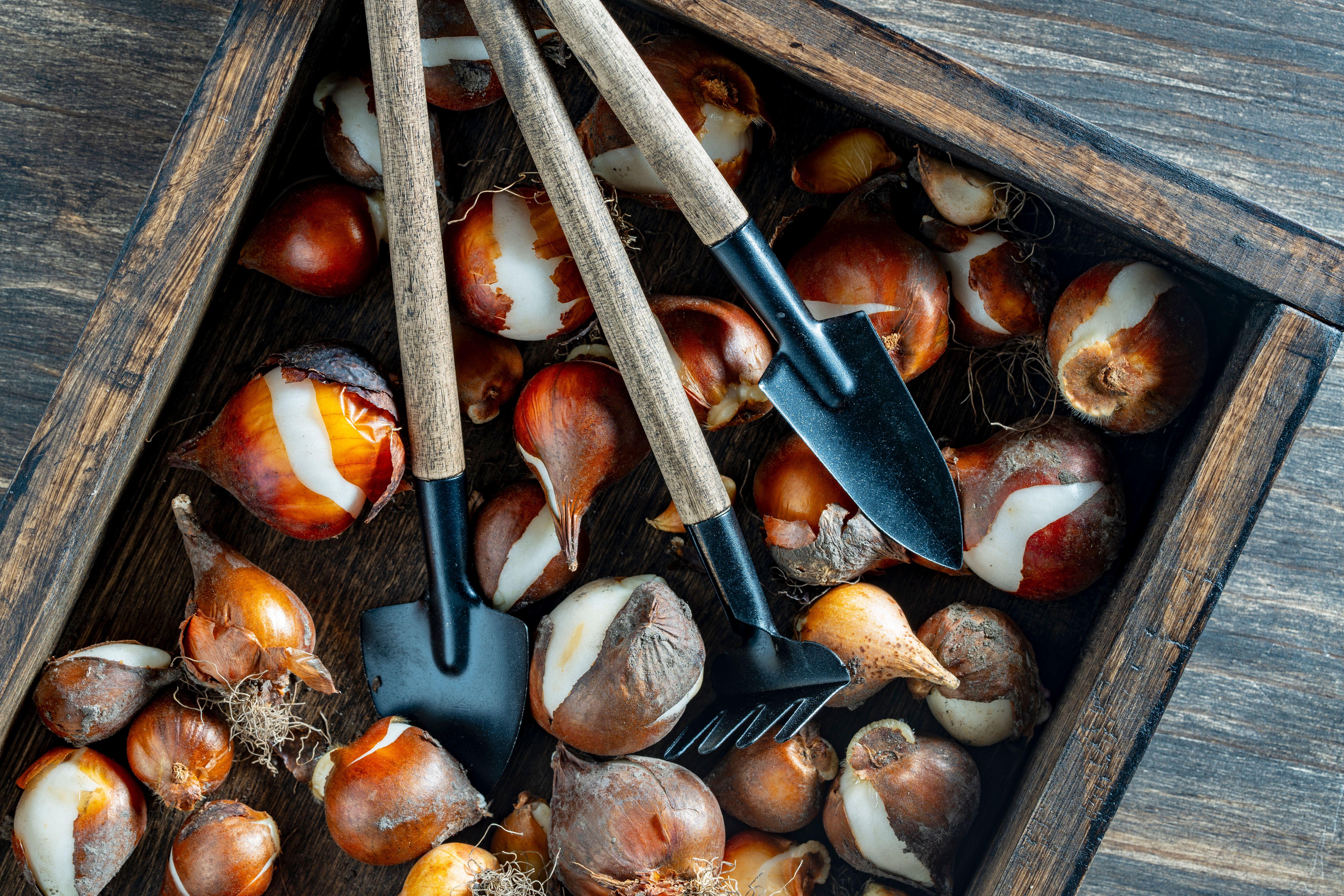 Bulbs in storage (Alamy/PA)