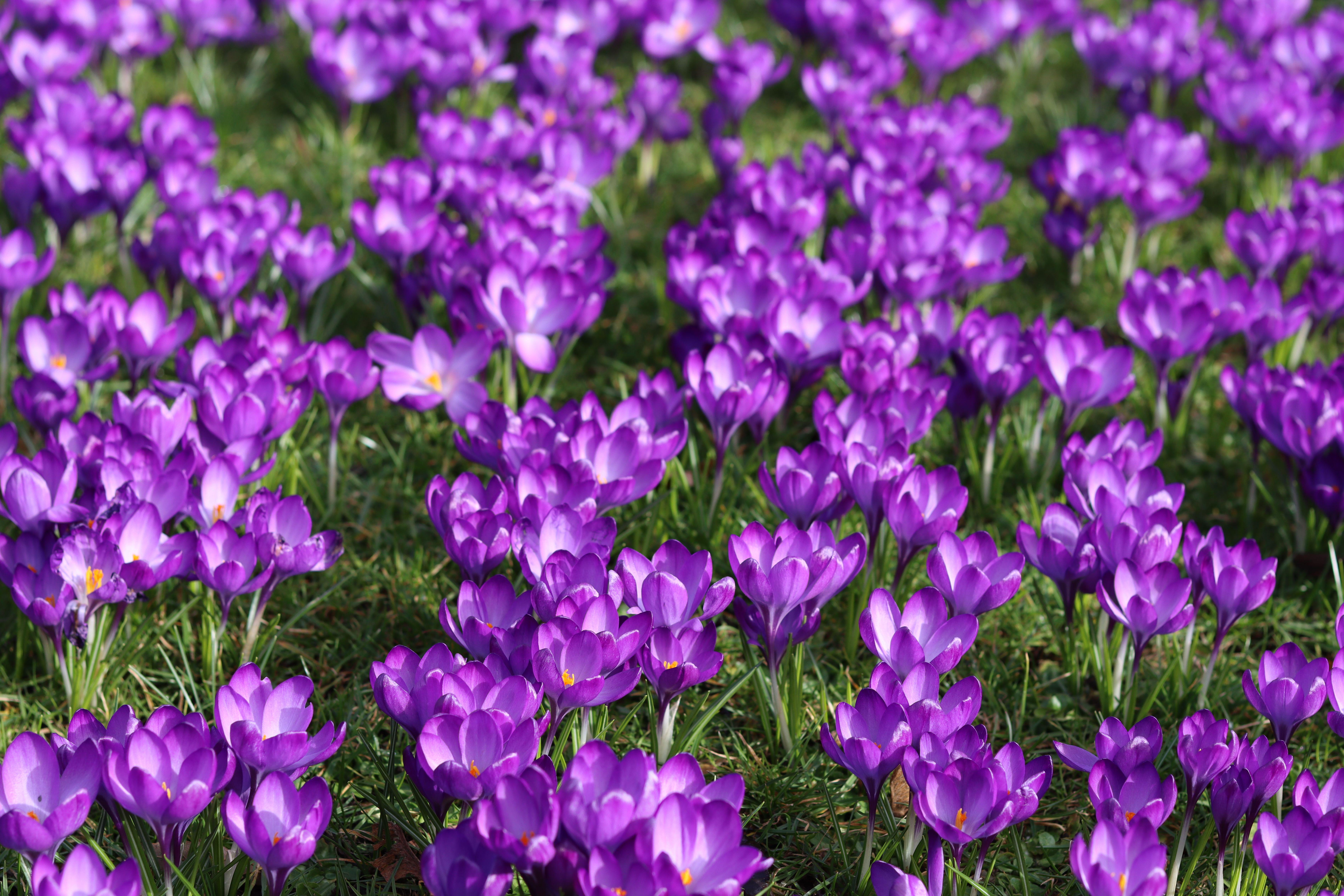 A drift of crocuses (Alamy/PA)