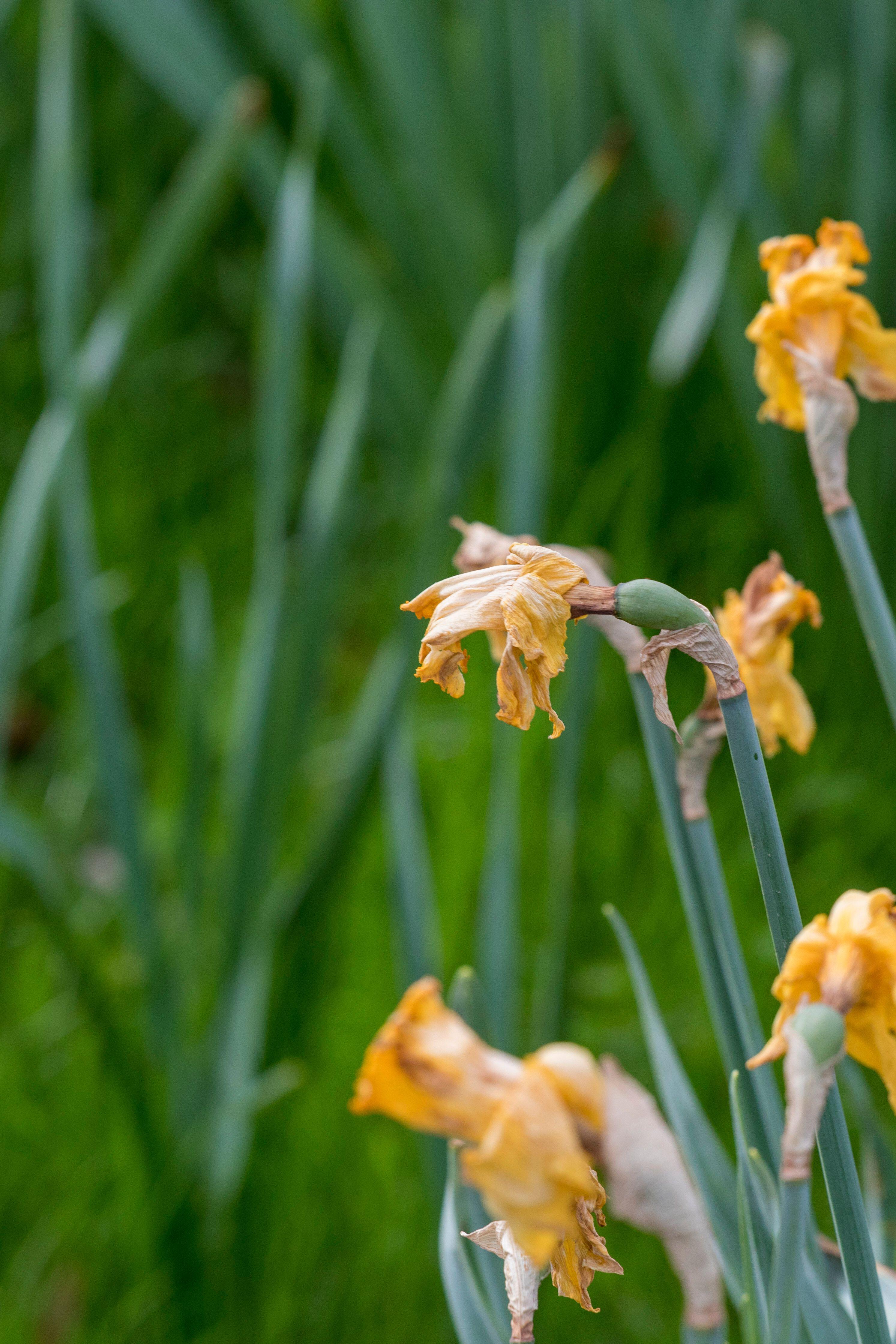 Daffodils dying back (Alamy/PA)