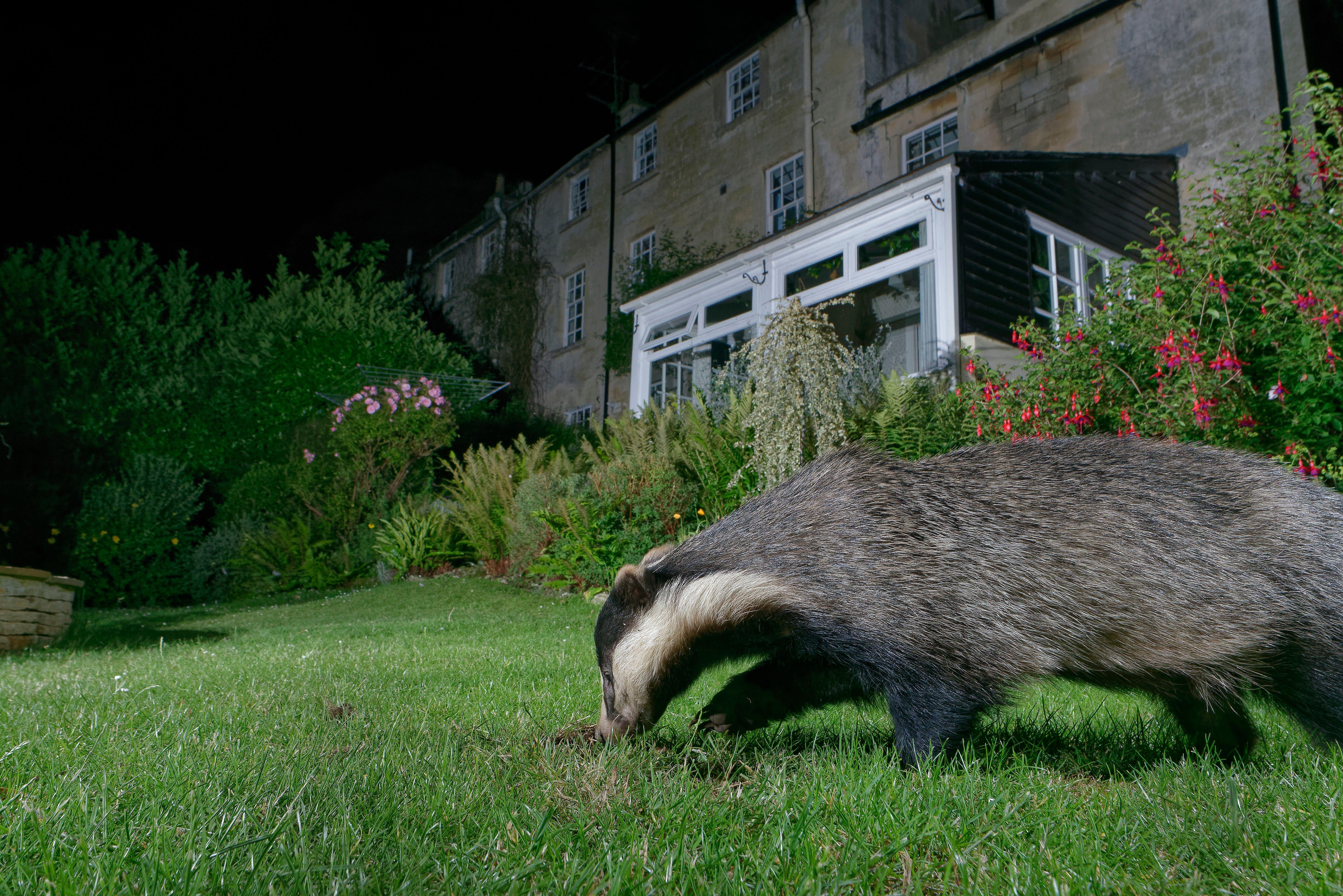 A badger foraging in a garden (Alamy/PA)