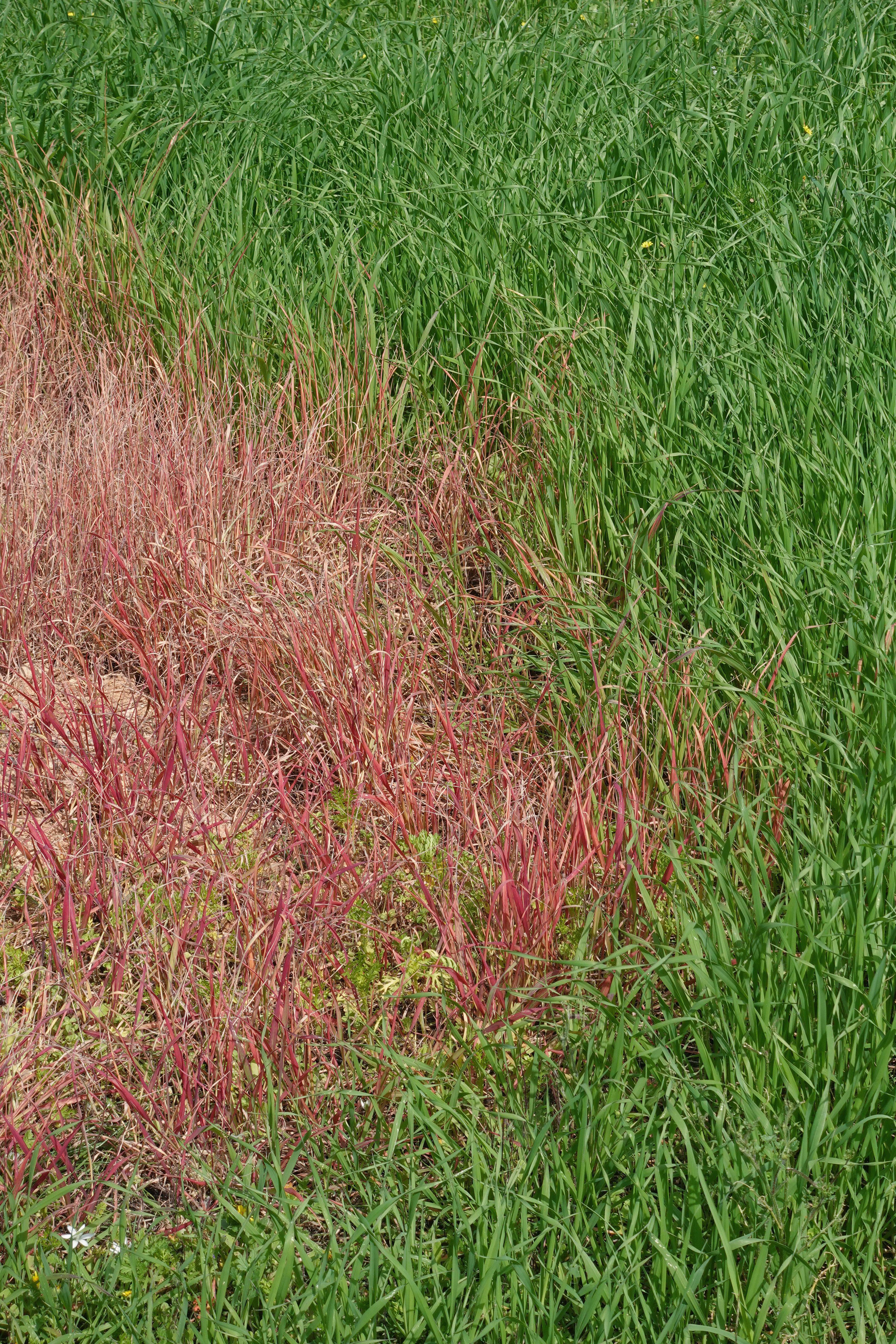 Red thread in a lawn (Alamy/PA)