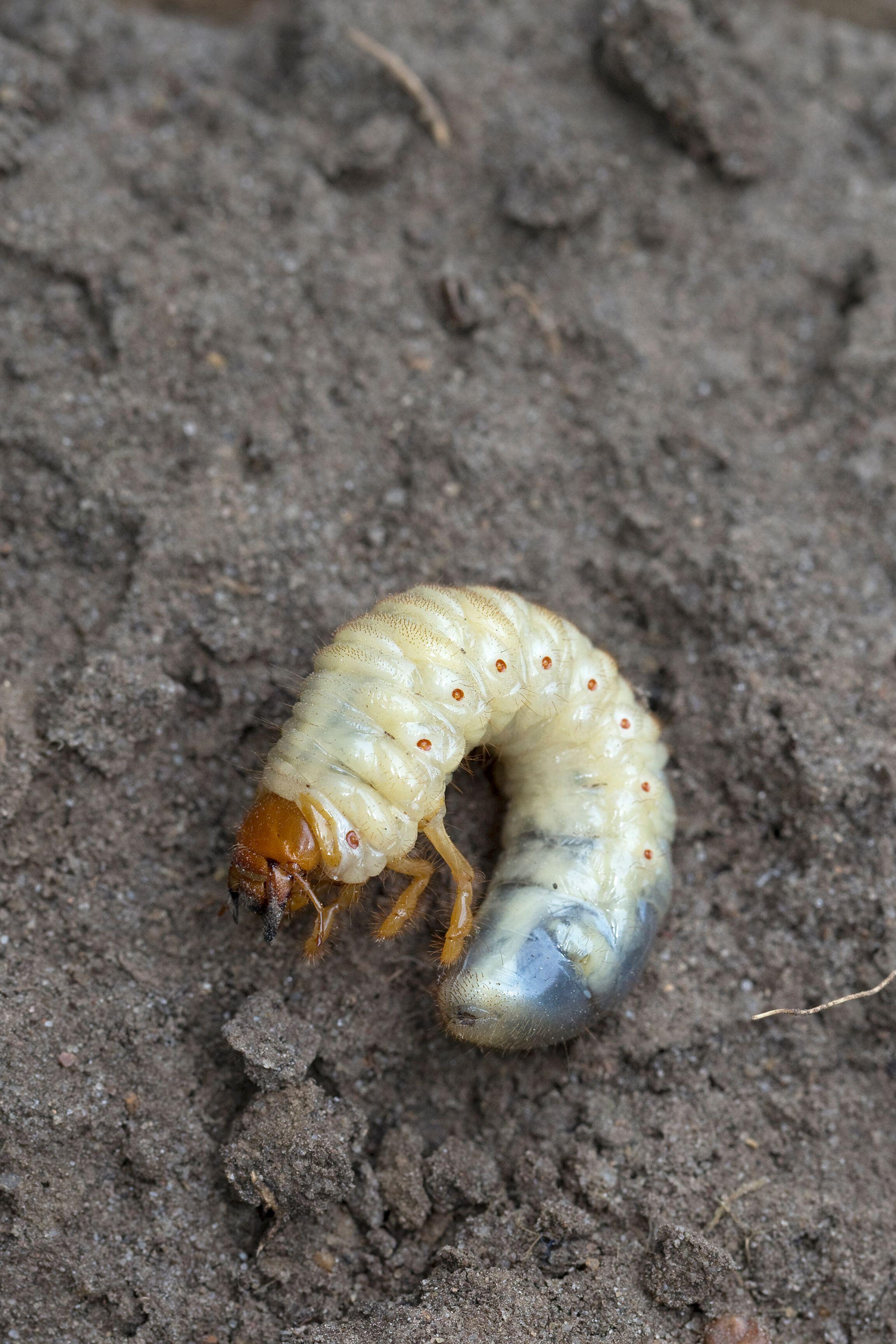 A chafer grub (Alamy/PA)