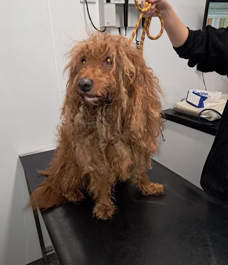 Brown dog with matted fur