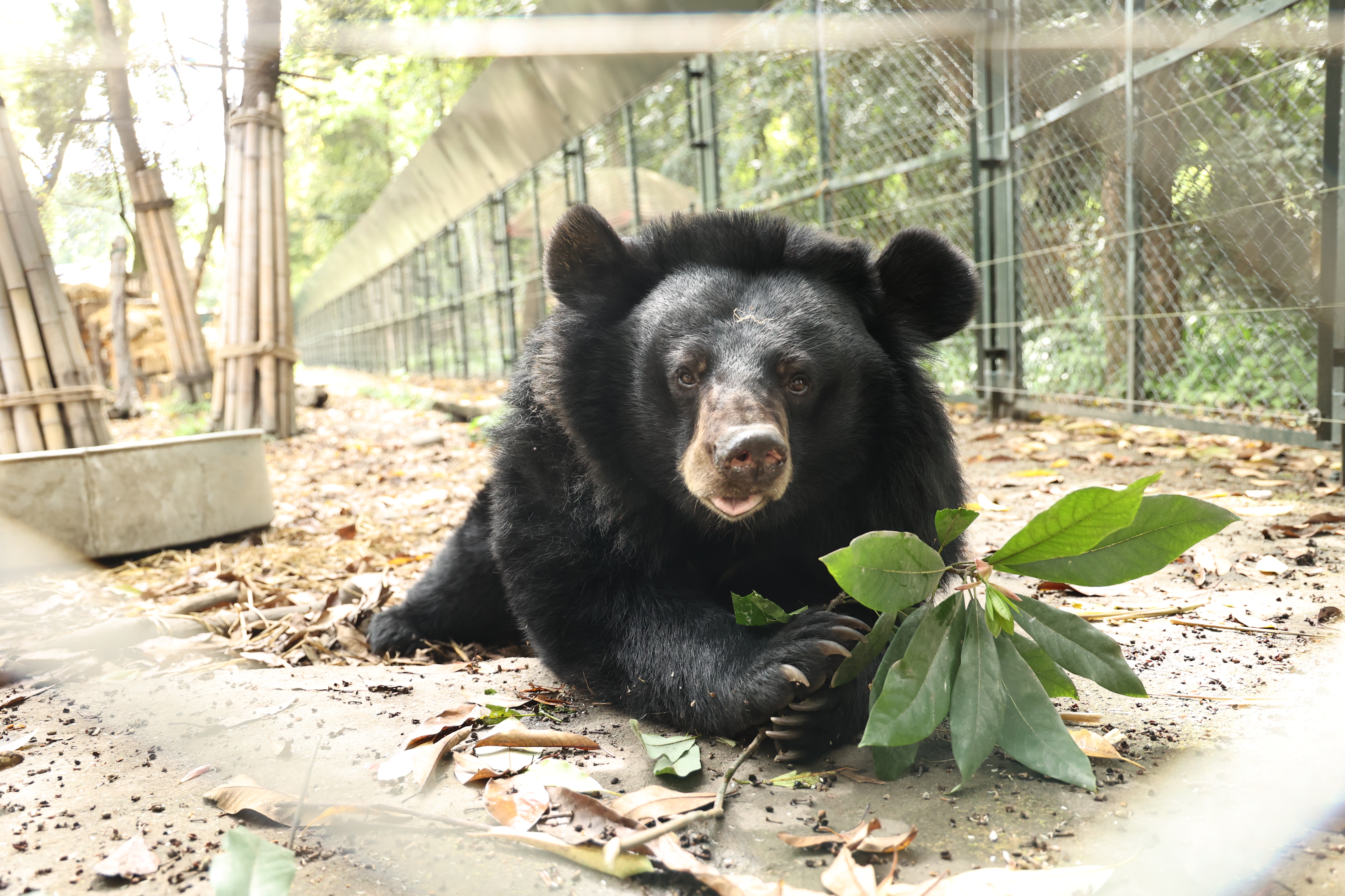 Moon the bear