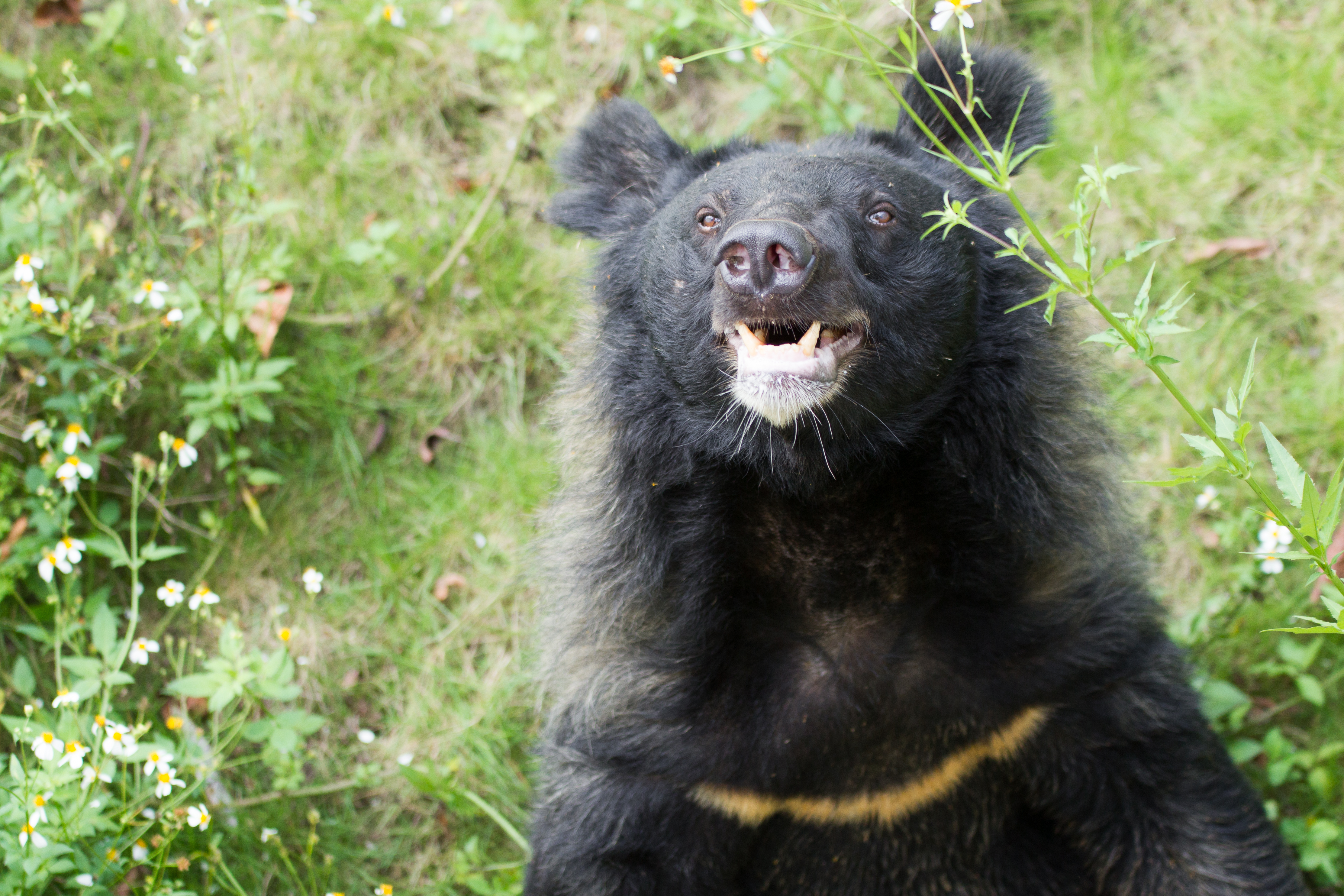 Cyril Wolverine