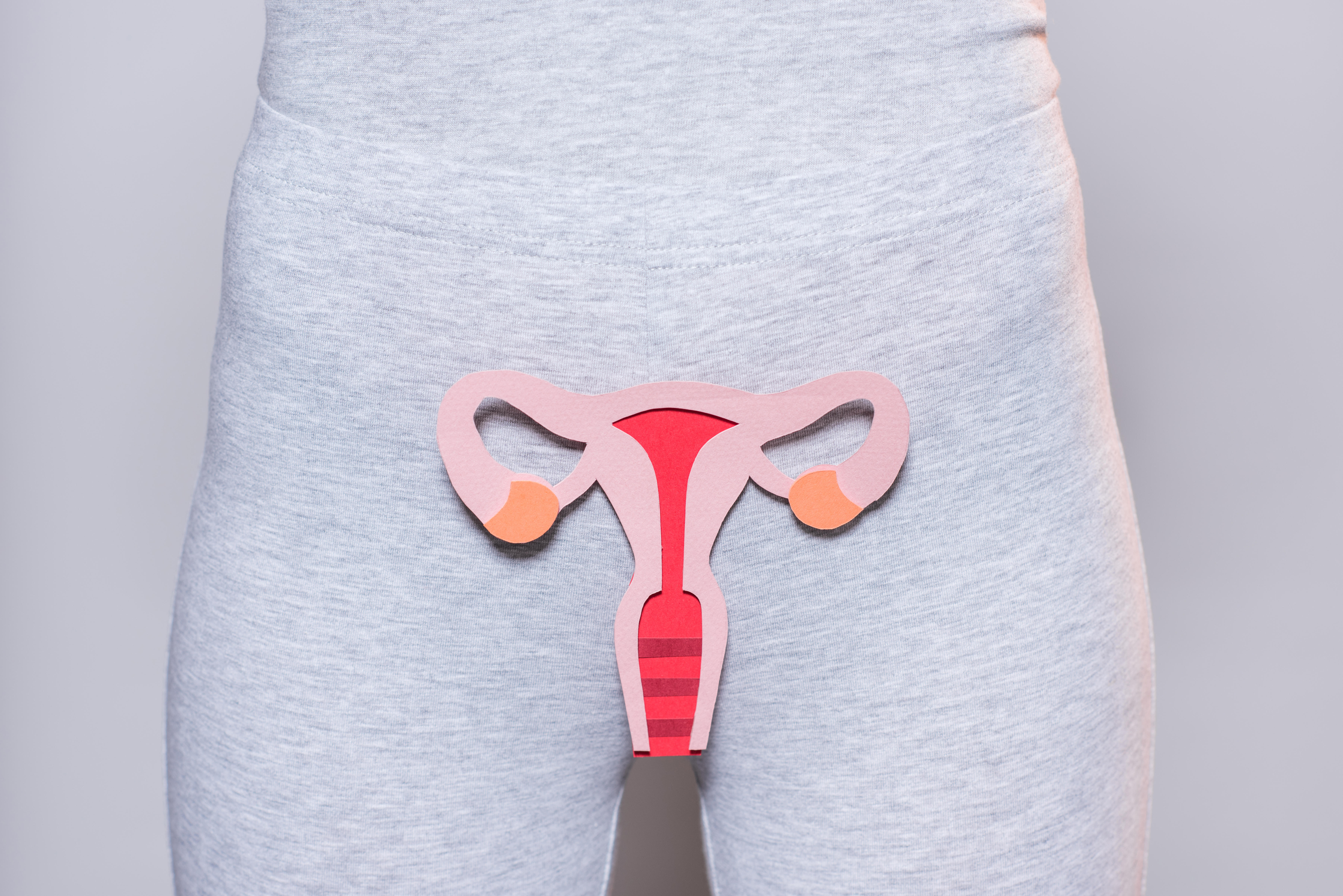  Paper made female reproductive system on grey background