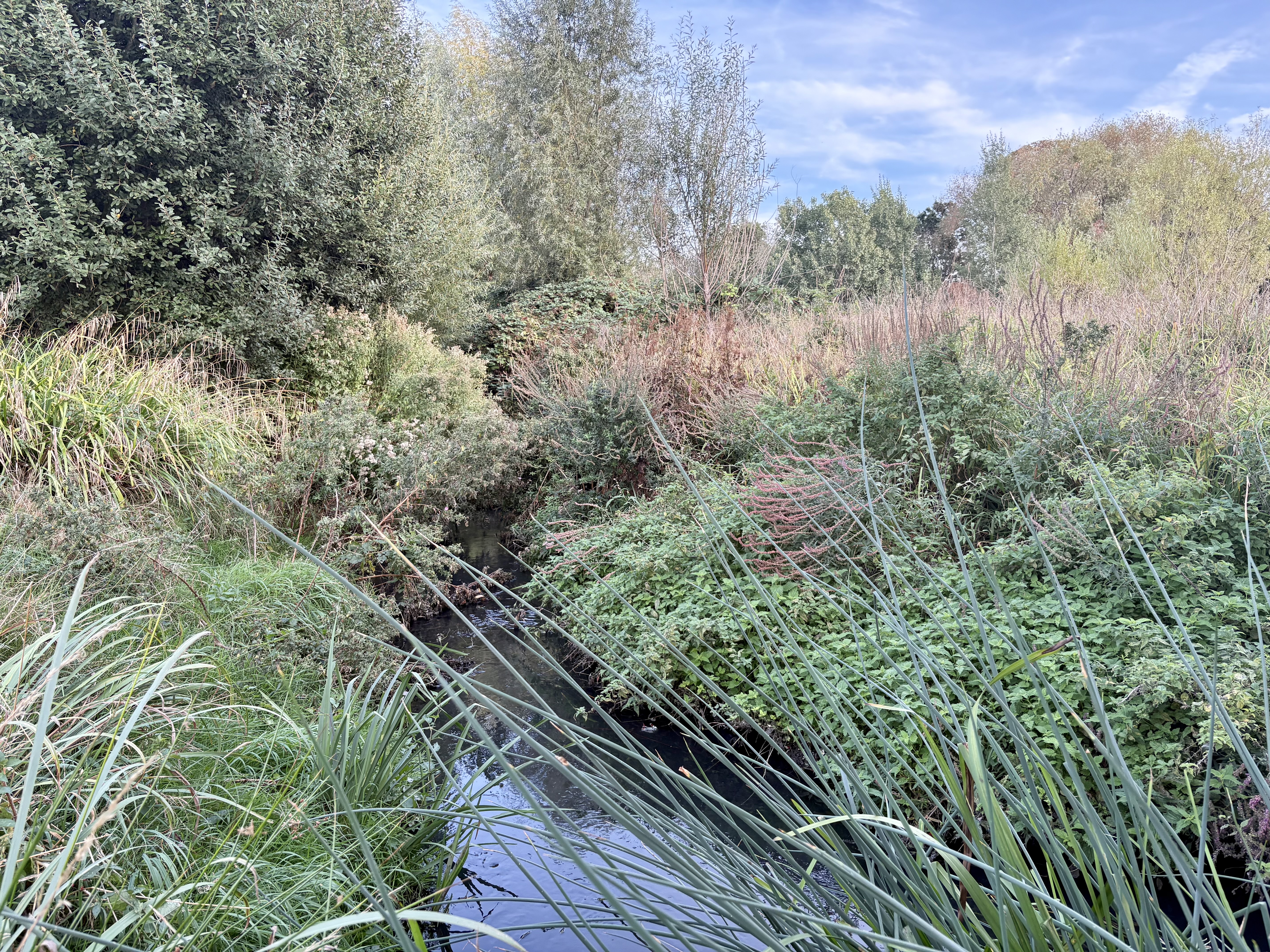 A river channel between vegetation and trees