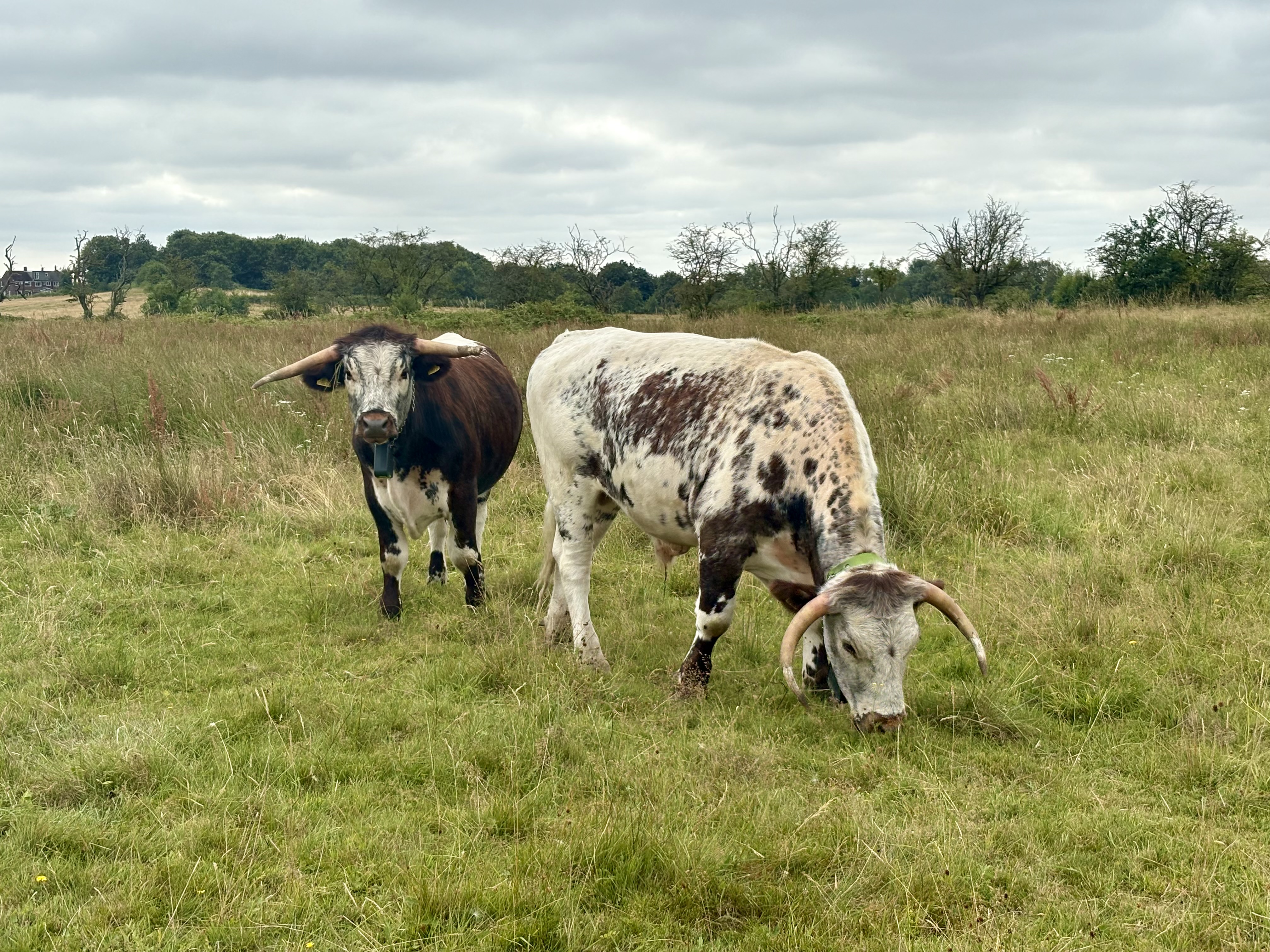 Two longhorn cattle, one looking at the camera and one grazing, in a meadow