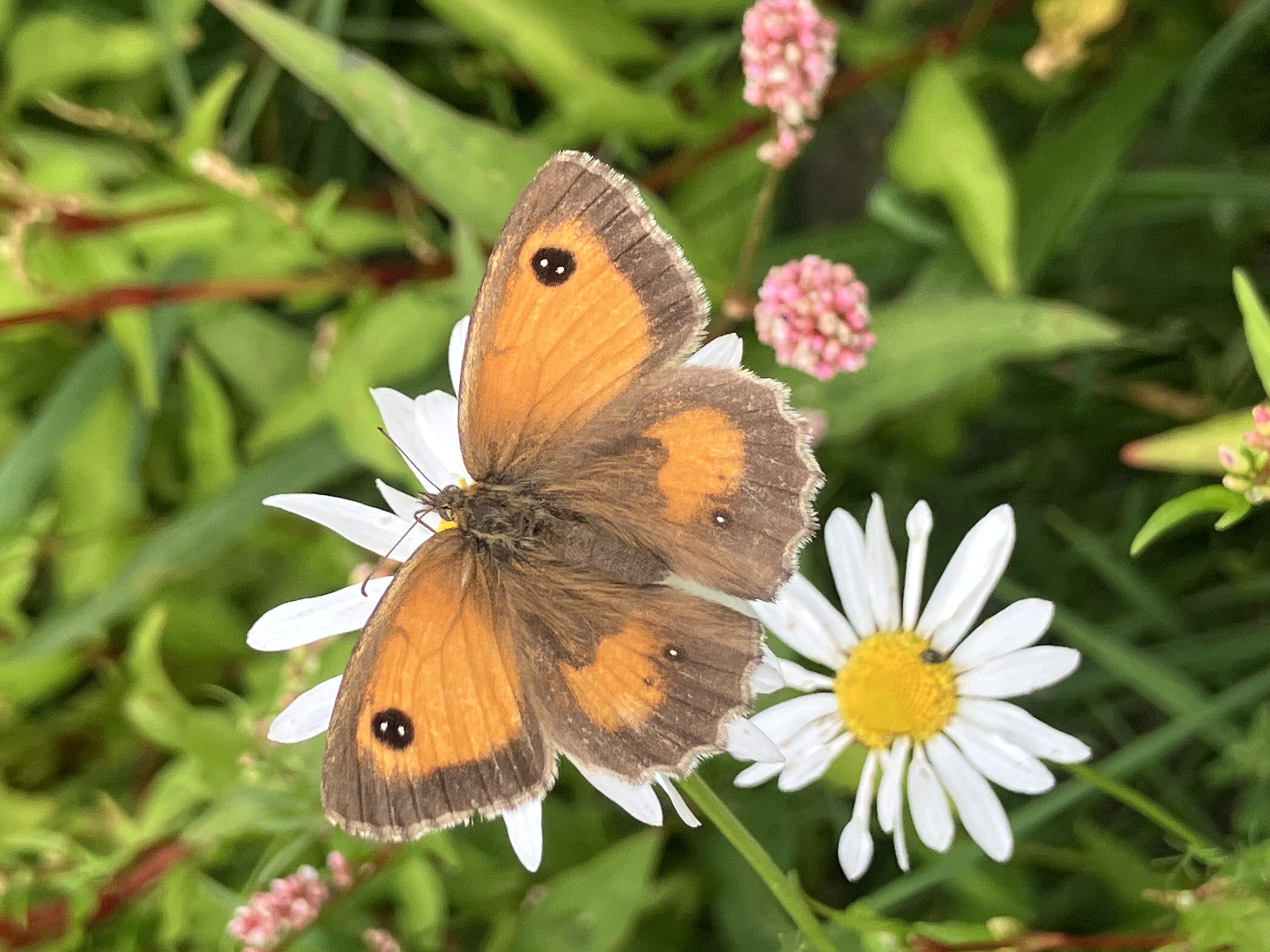A gatekeeper butterfly rests on a oxeye daisy