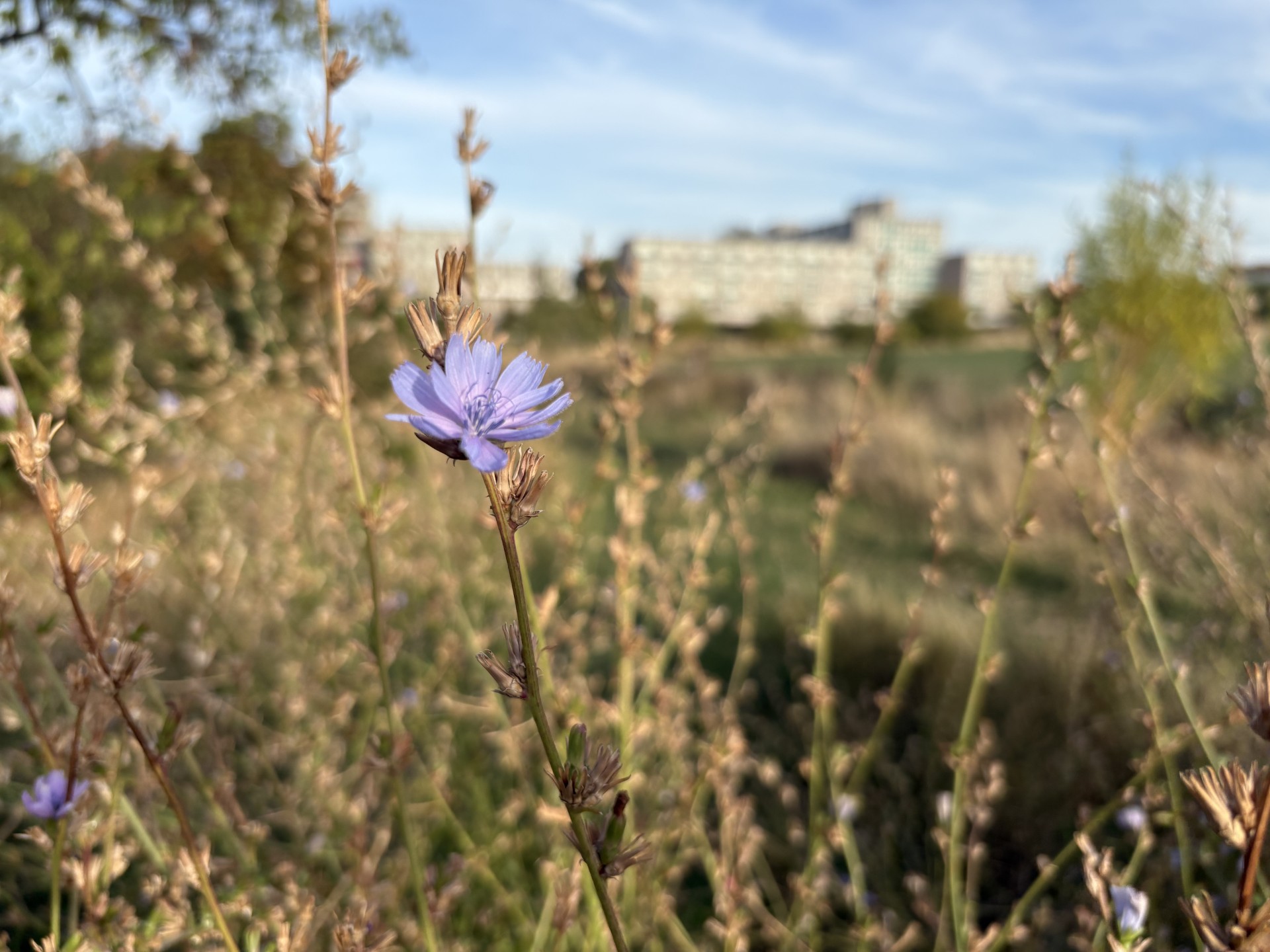A blue wildflower in the foreground with tower block in the background