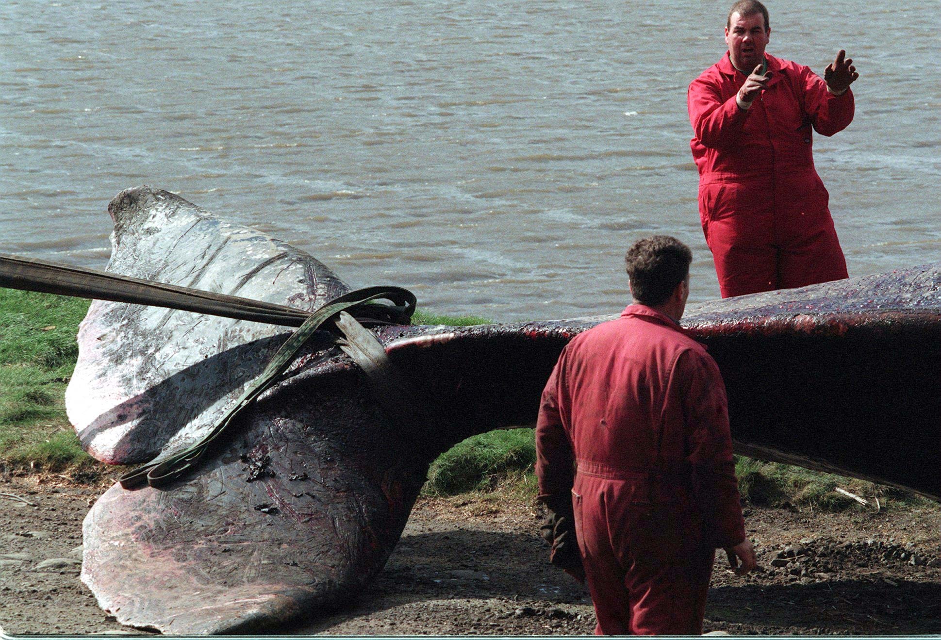 Radioactive traces found in teeth of stranded whales used to explore ...