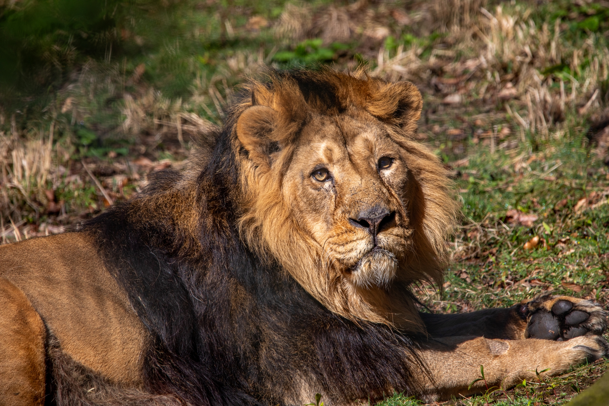 Male lion Jayendra lying on grass