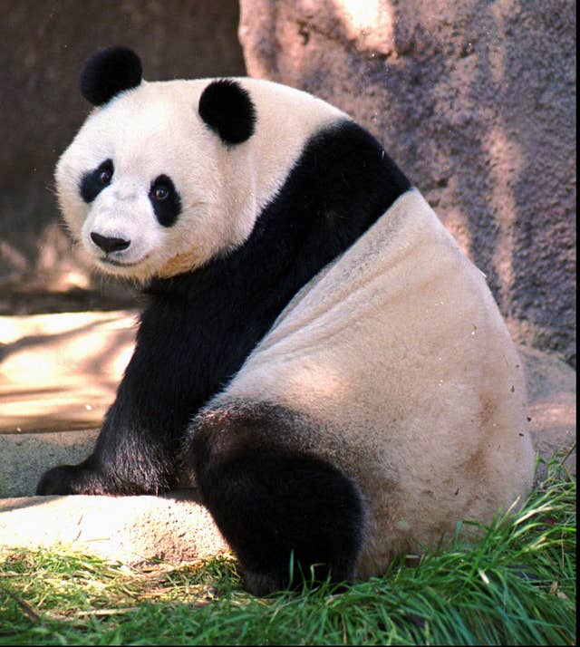 China plans to send San Diego Zoo more pandas, reigniting panda