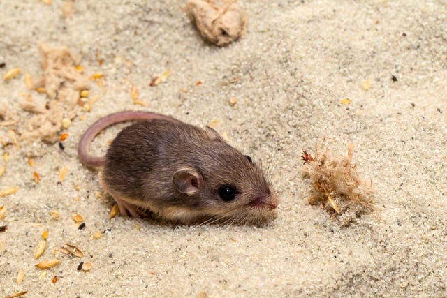 Pat, who has received a Guinness world record for longevity for being the oldest living mouse in human care