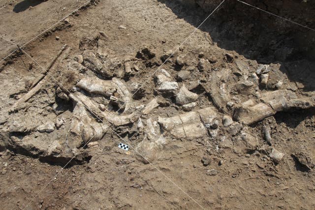 A fossil hippo skeleton and associated Oldowan artefacts