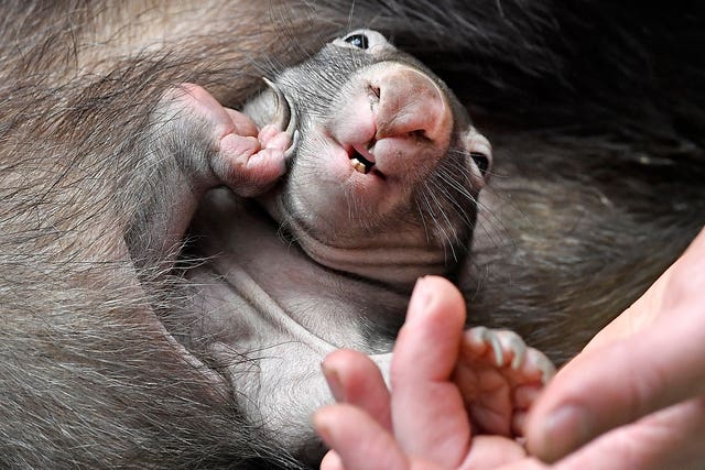 A baby wombat