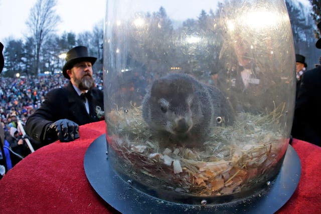 Punxsutawney Phil in a plastic capsule