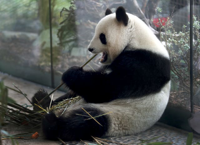 Meng Meng eats bamboo in her enclosure