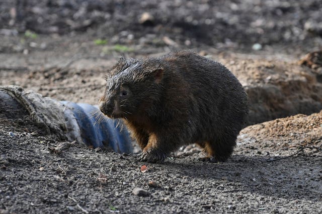 Australia Wombat